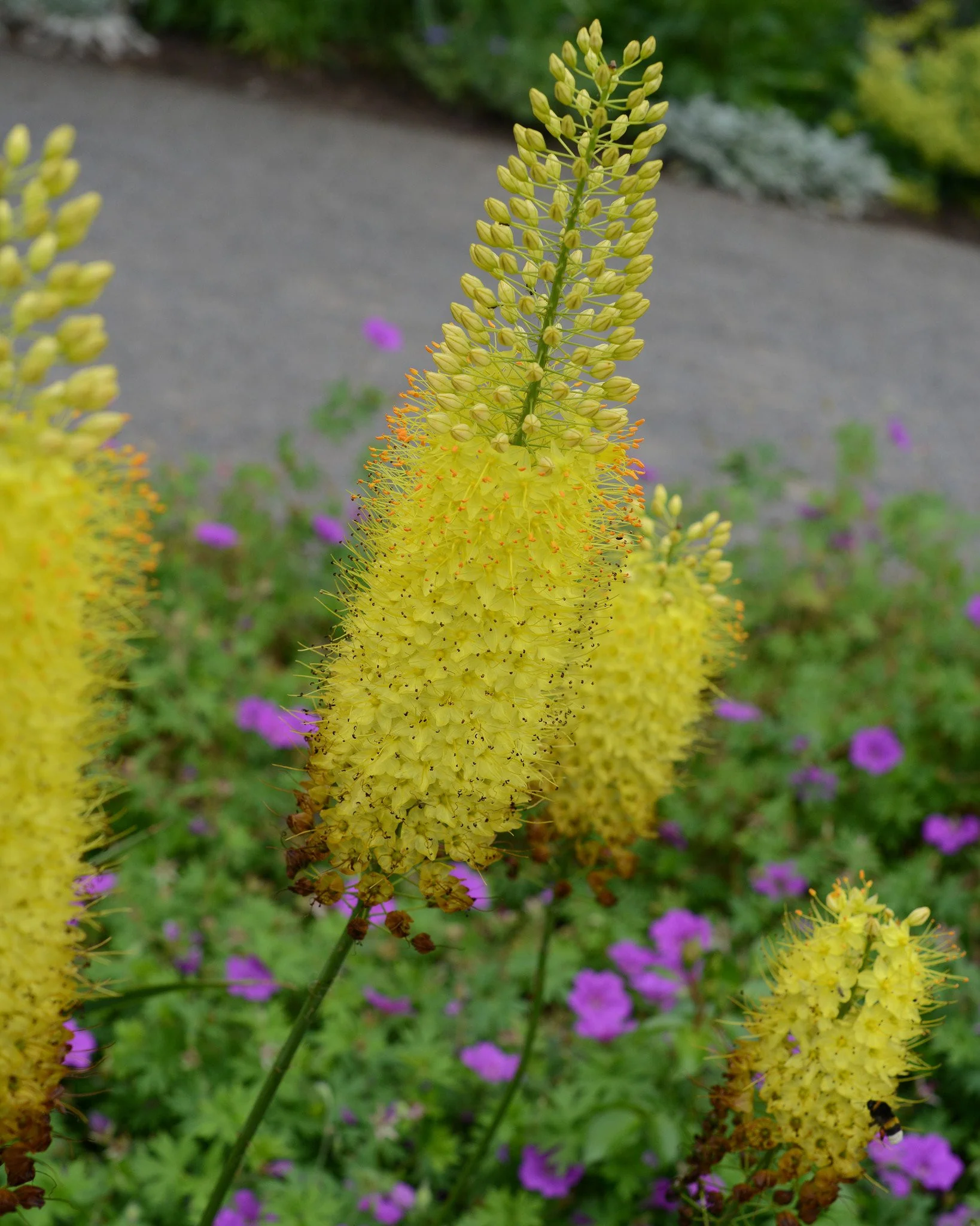 Eremurus 'Tap Dance' - Image 3