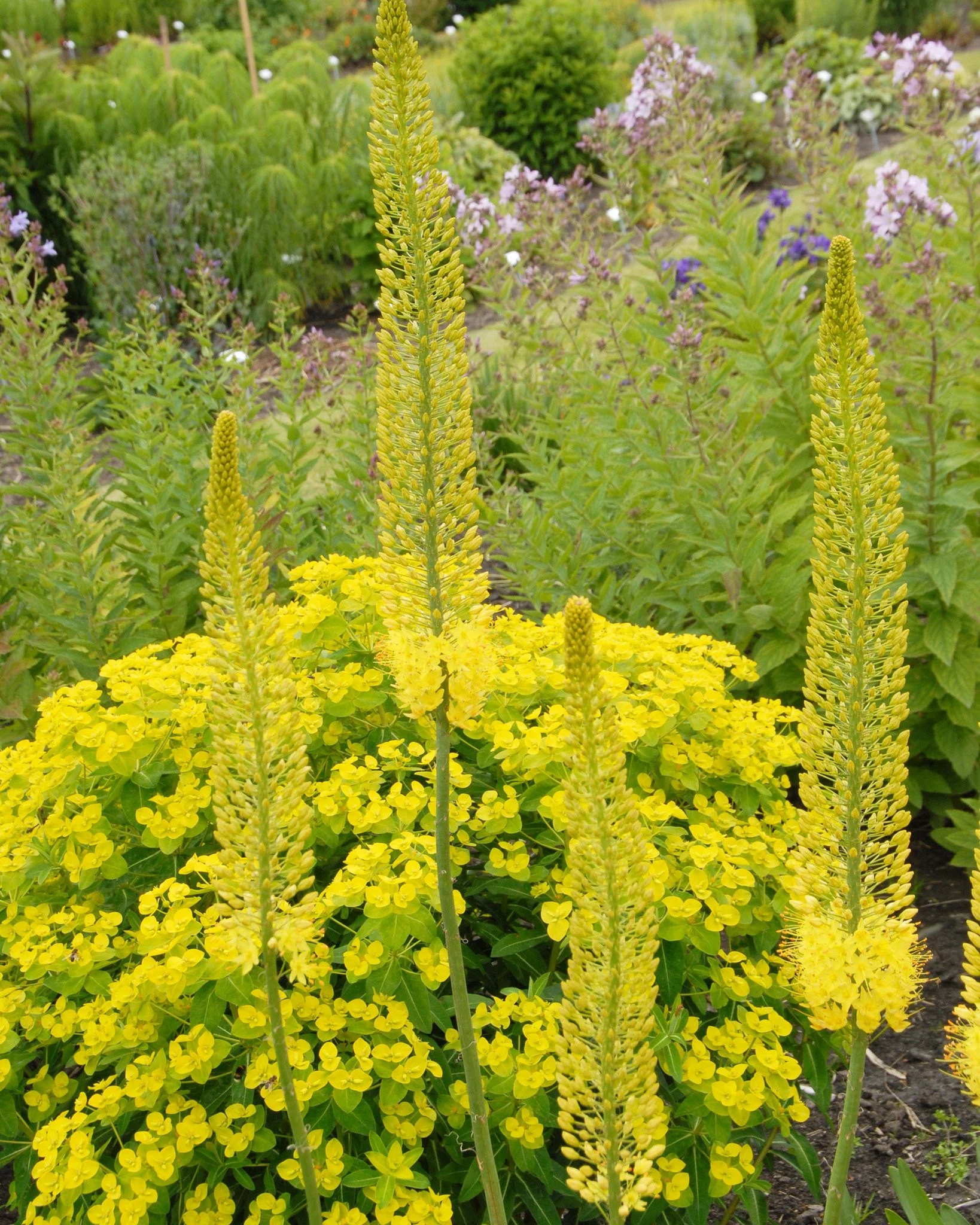 Eremurus 'Tap Dance' - Image 9