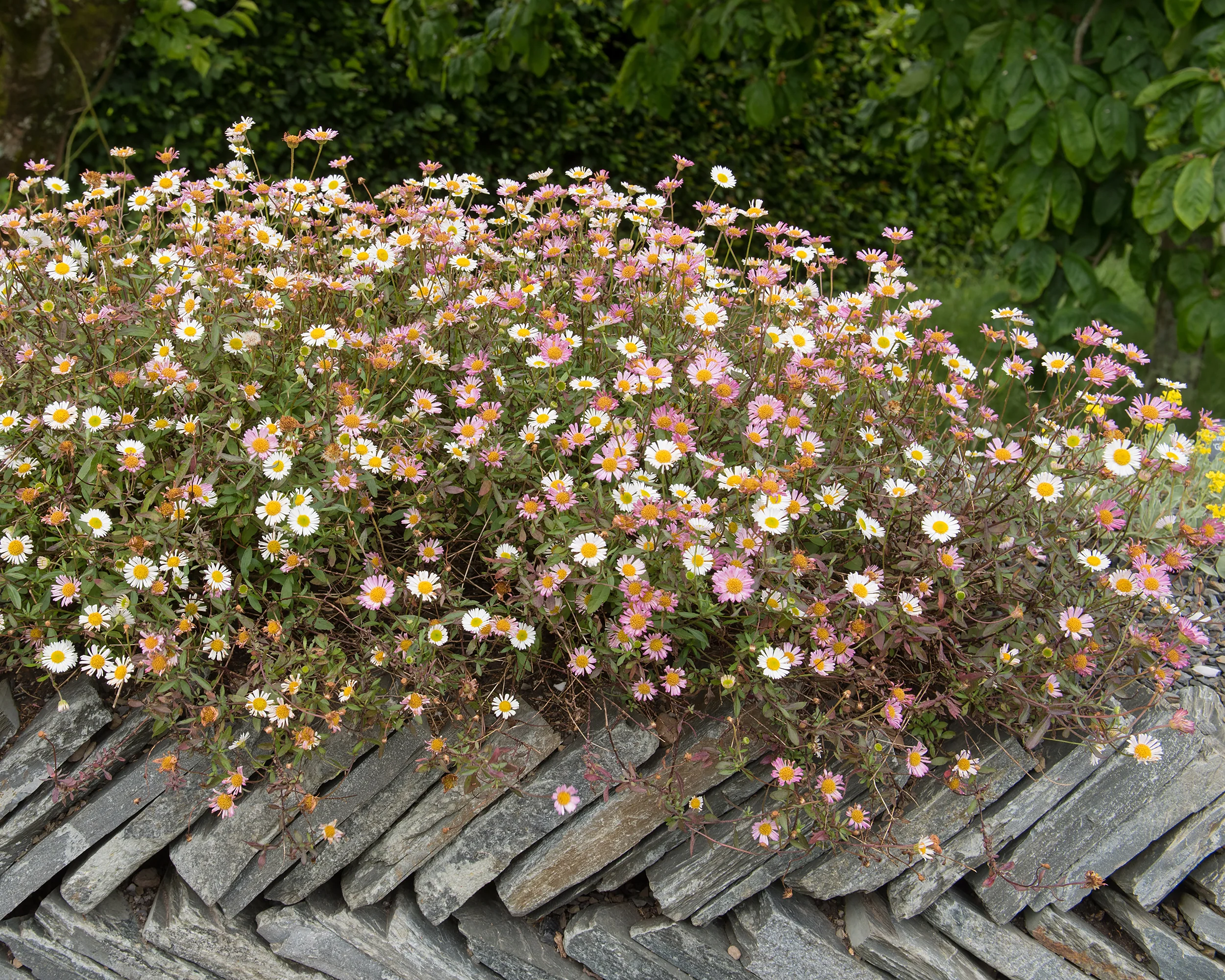 Erigeron karvinskianus - Image 3