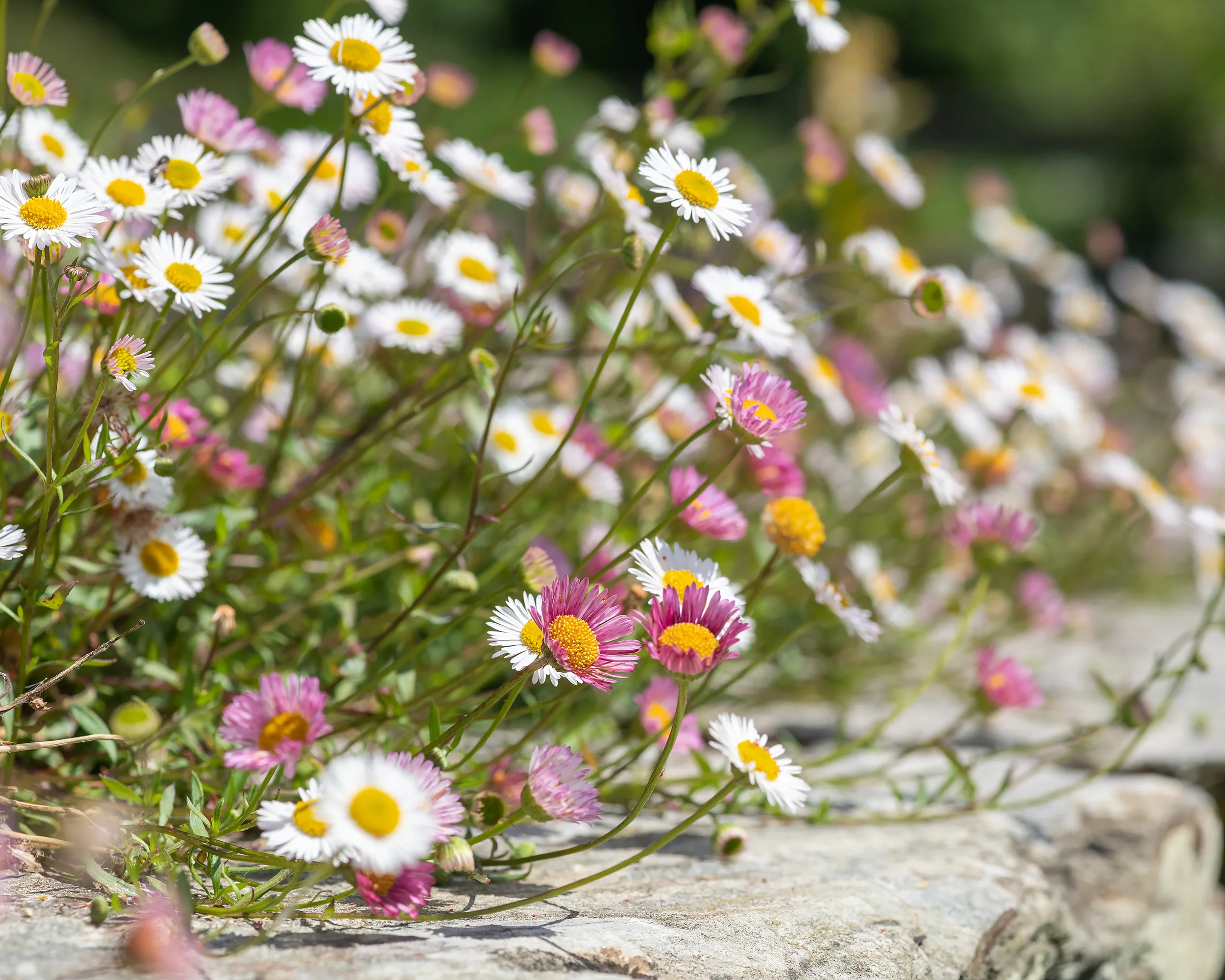 Erigeron karvinskianus - Image 5