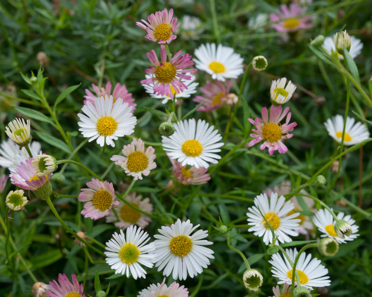Erigeron karvinskianus - Image 6