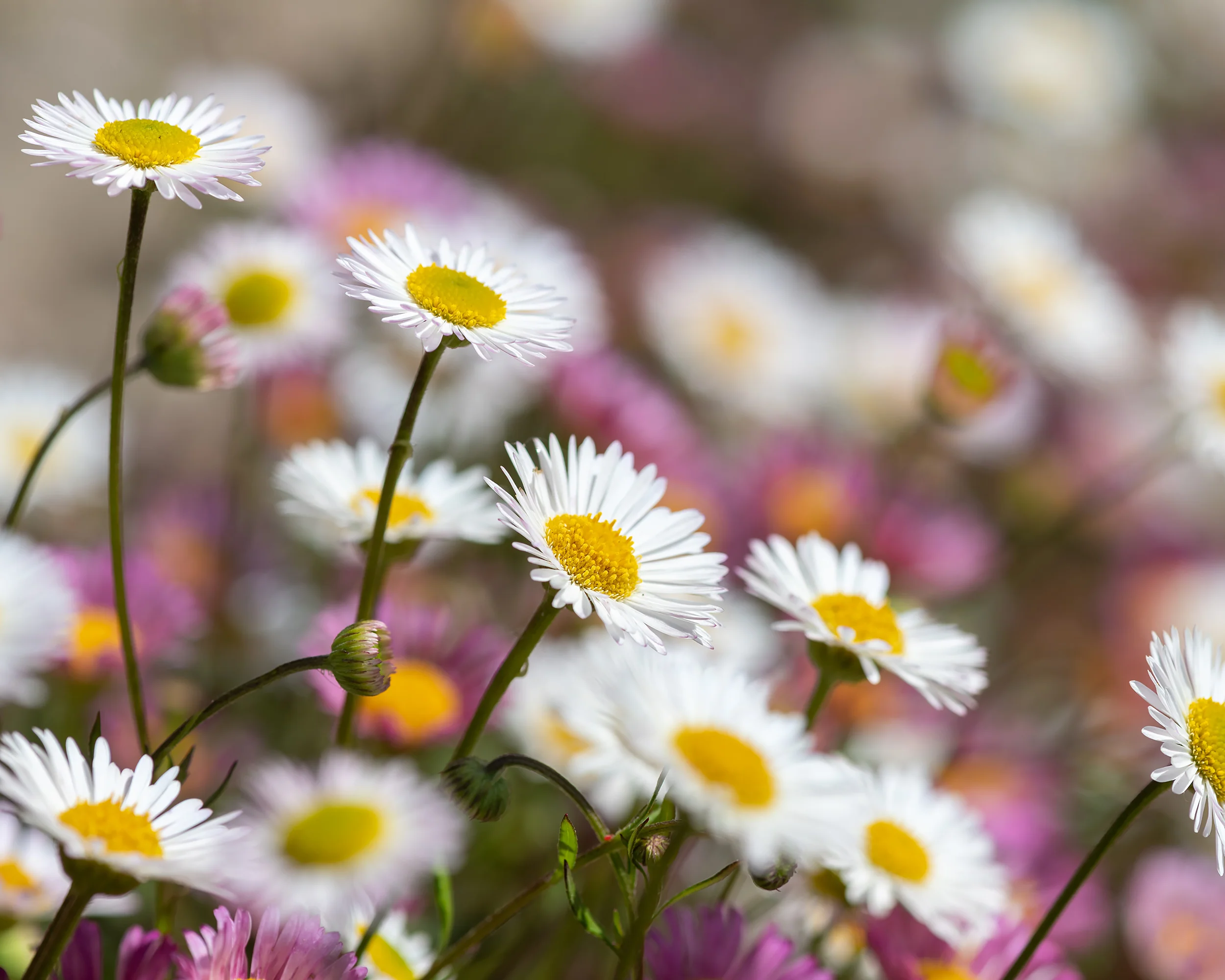 Erigeron karvinskianus - Image 8