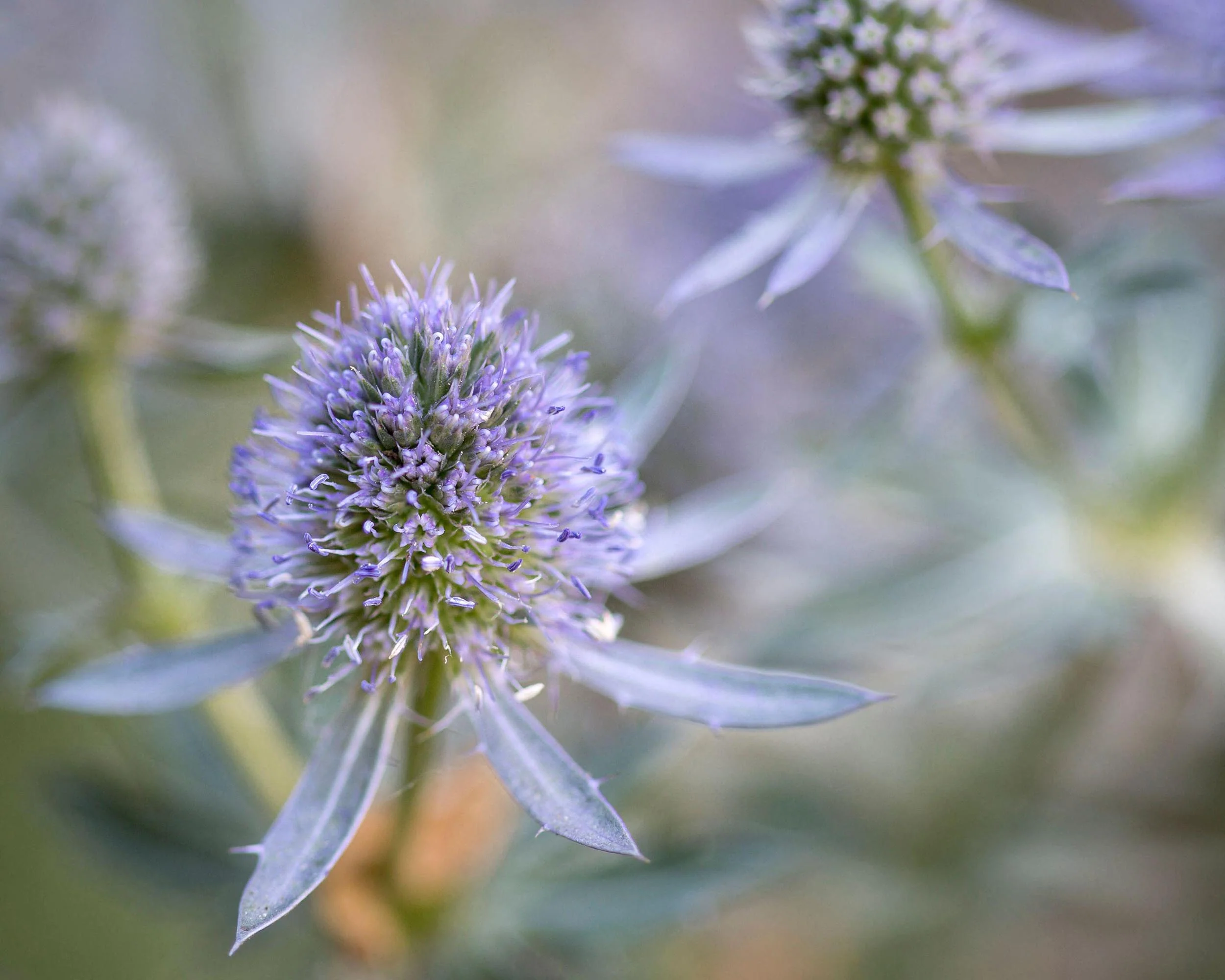 Eryngium 'Blauer Zwerg' - Image 5