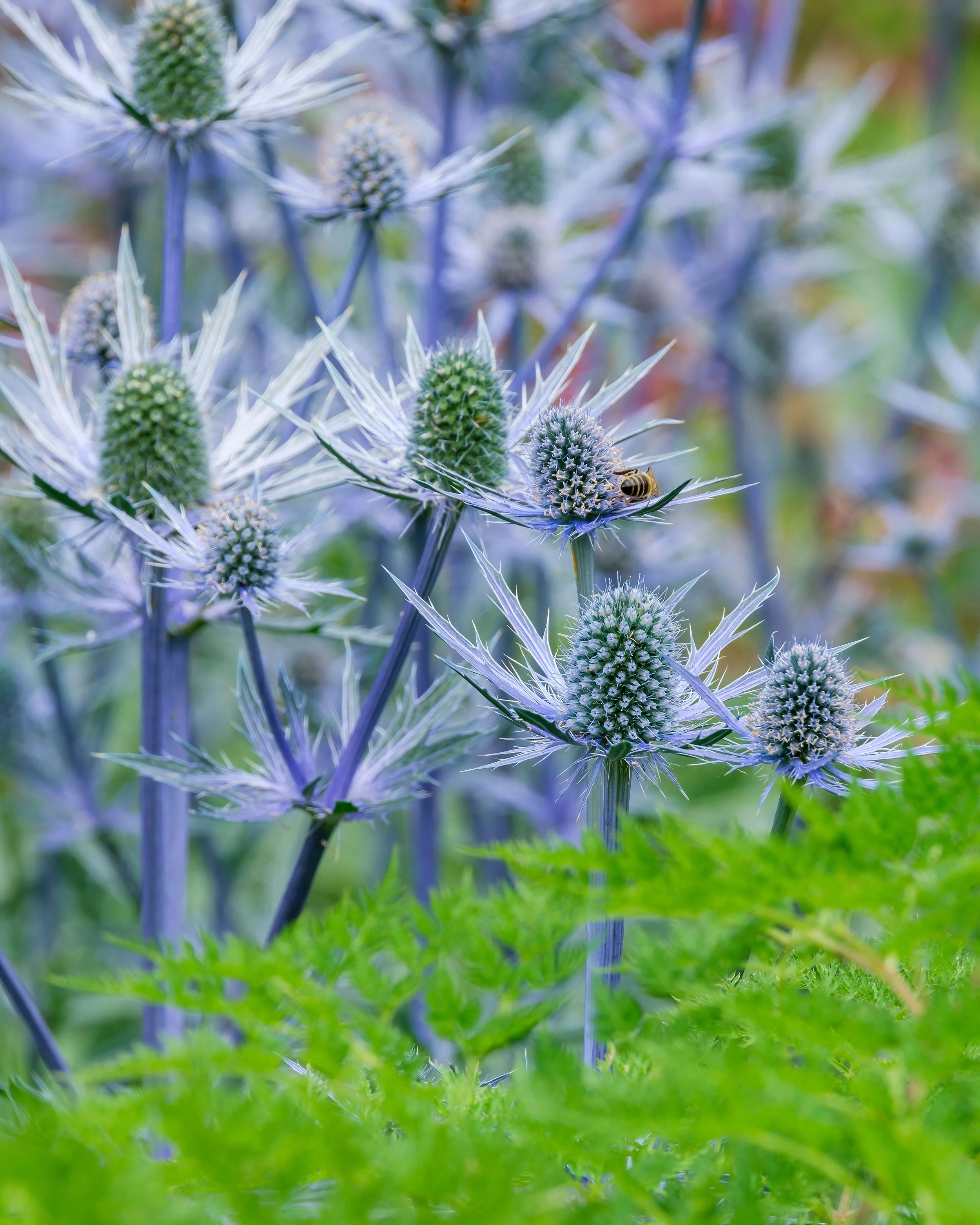 Eryngium 'Jos Eijking' - Image 3