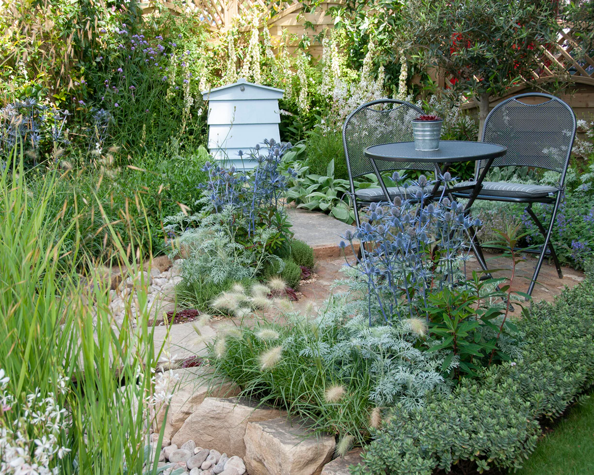 Eryngium 'Jos Eijking' - Image 5