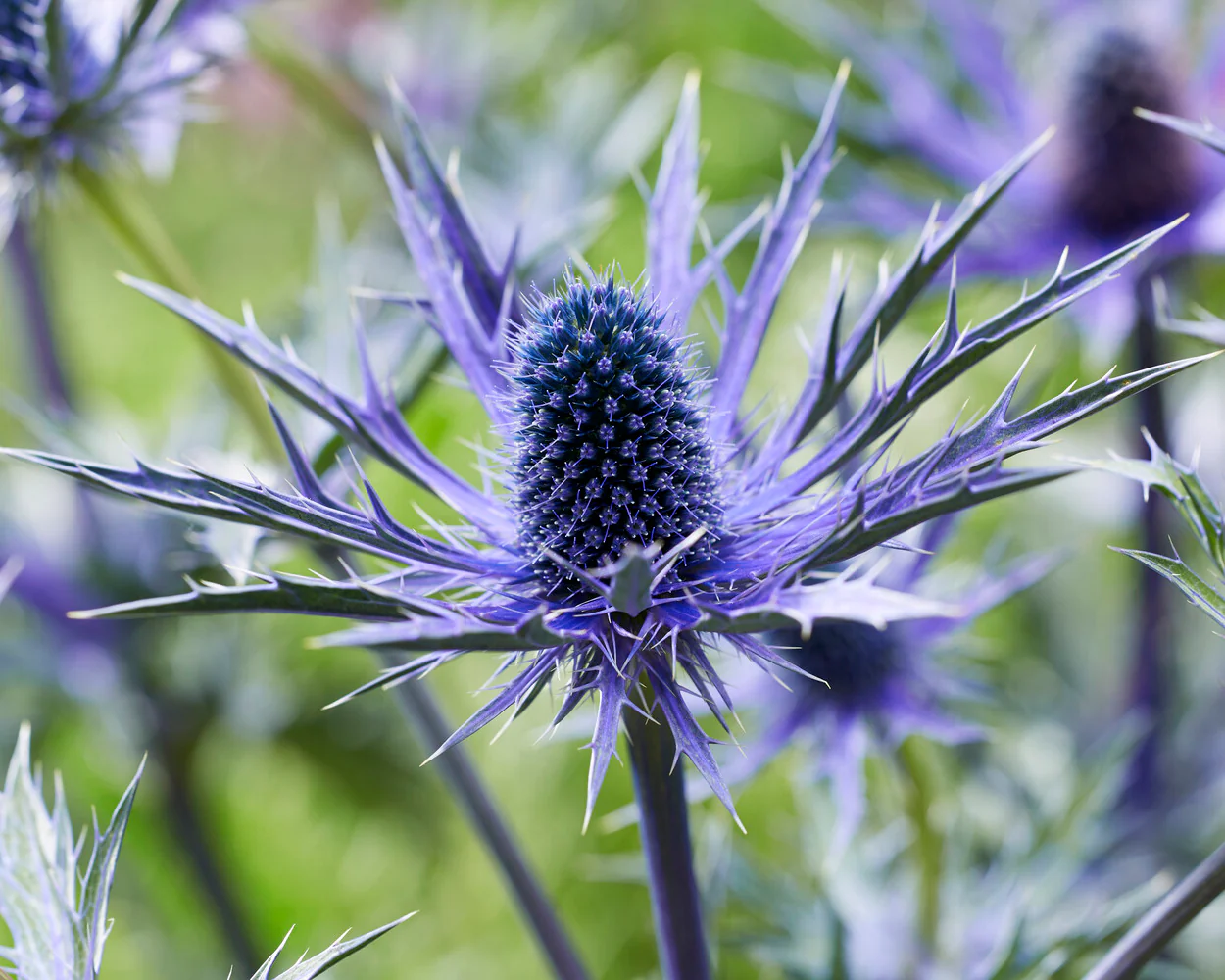 Eryngium 'Jos Eijking' - Image 6