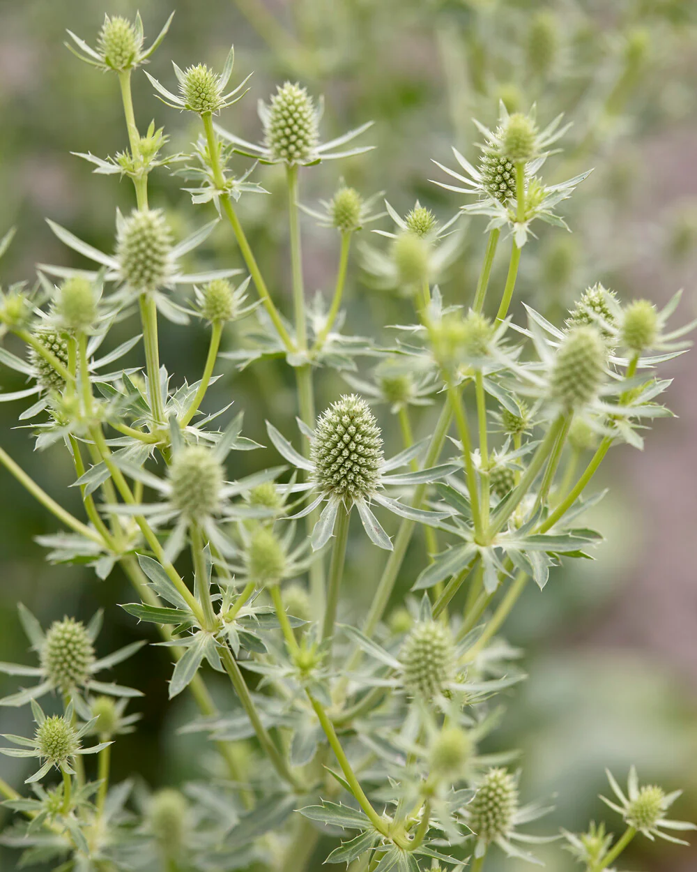 Eryngium 'Magical Silver' - Image 3