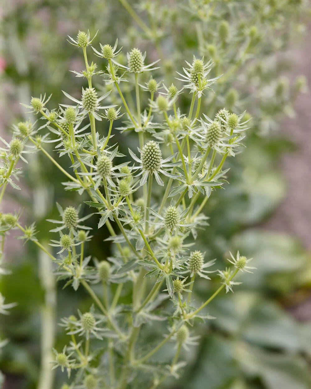 Eryngium 'Magical Silver' - Image 5