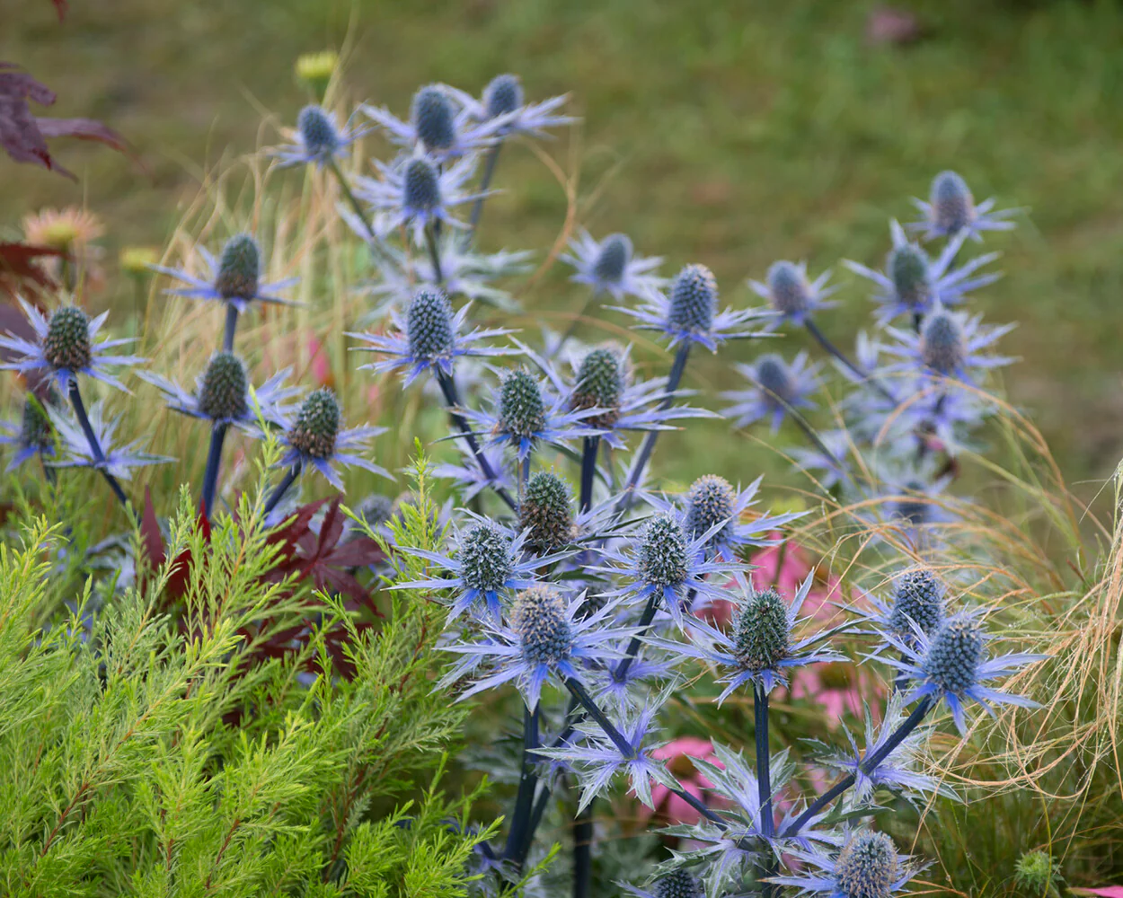 Eryngium planum - Image 4