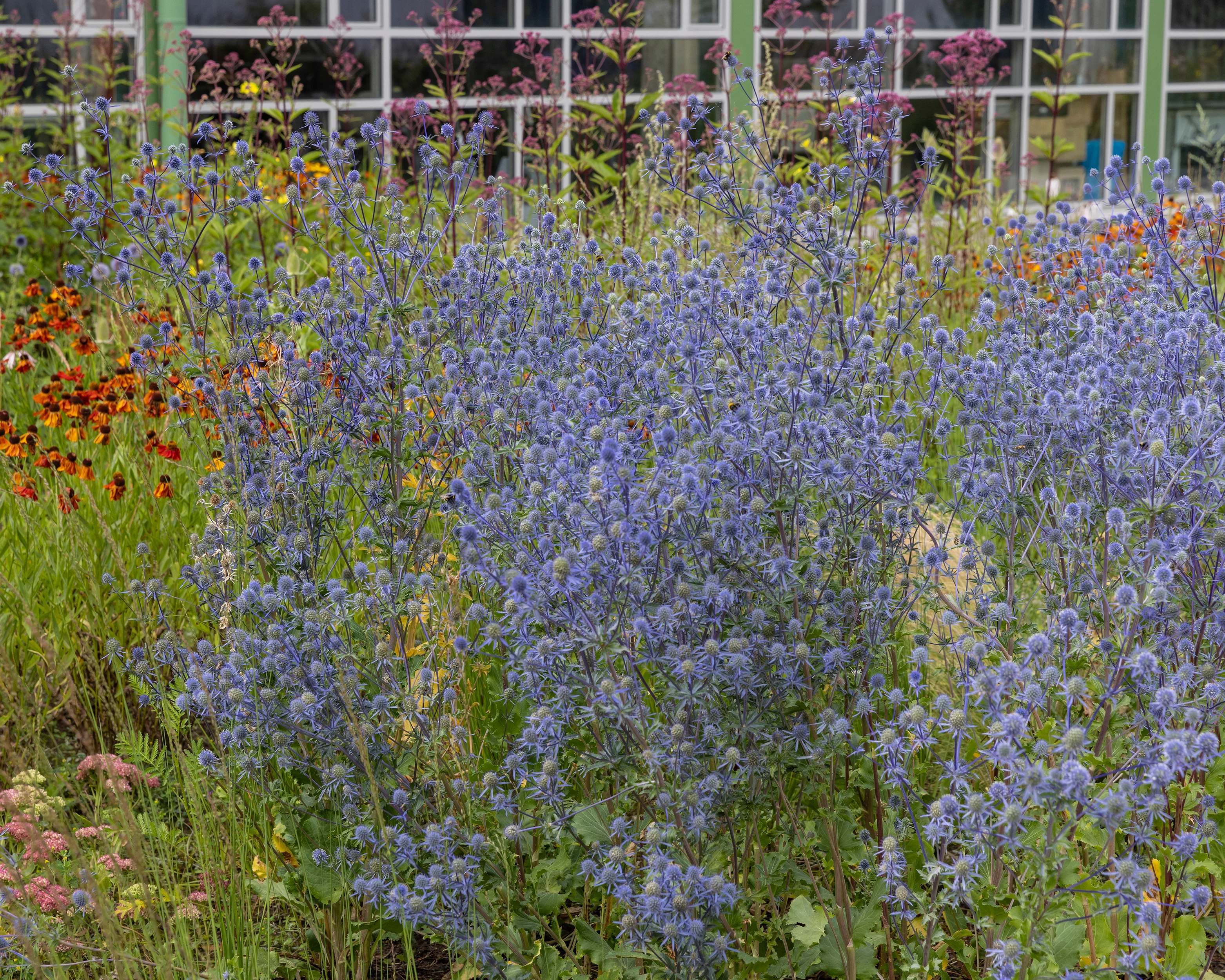 Eryngium planum - Image 5