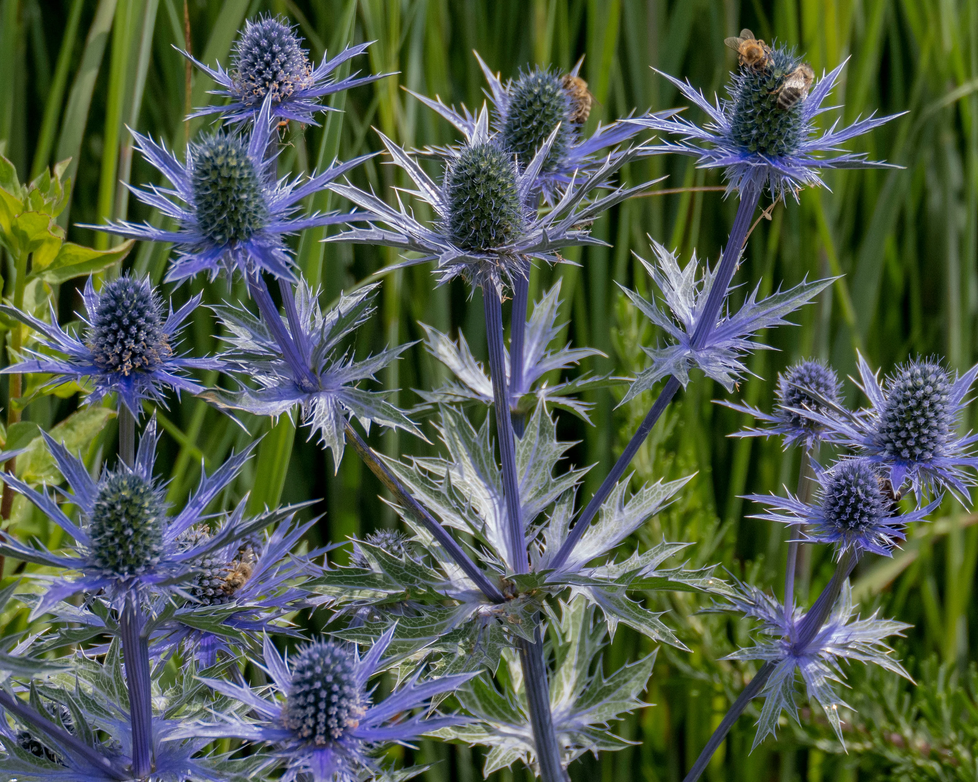 Eryngium planum - Image 7