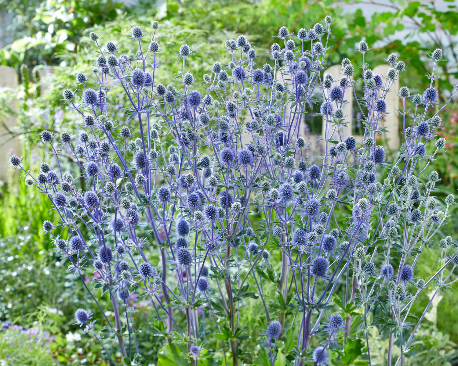 Eryngium 'Victory Blue' - Image 3