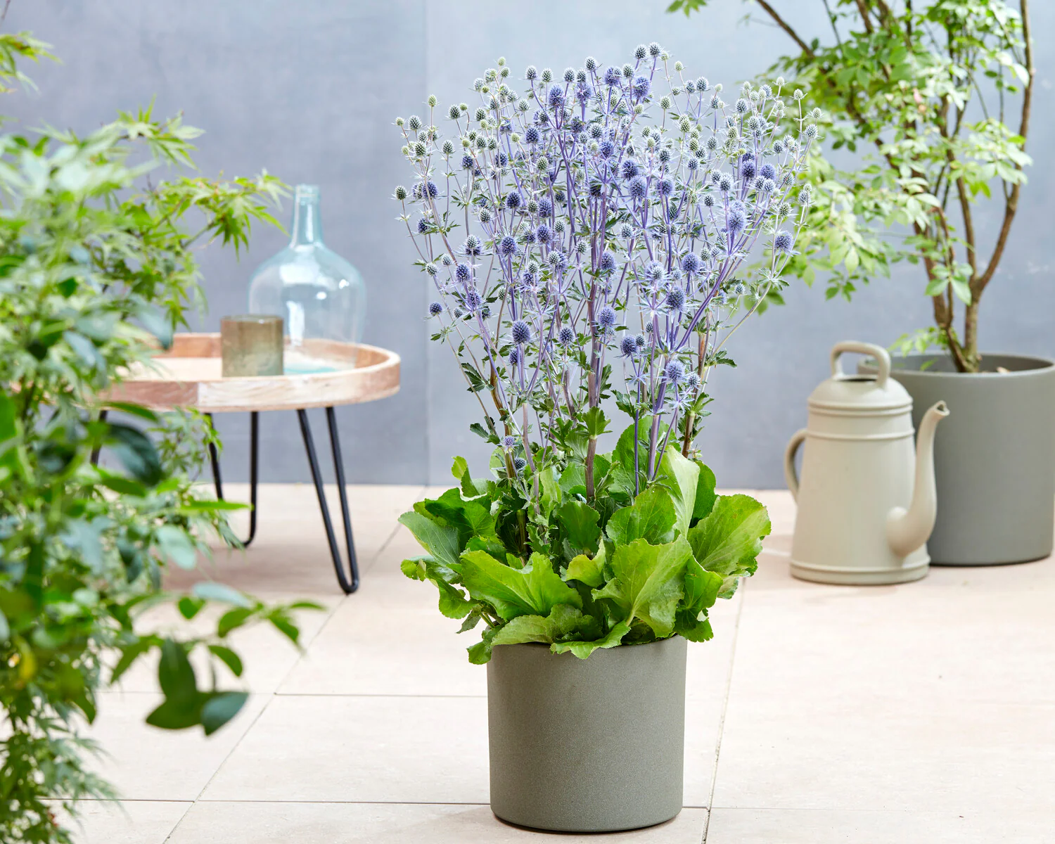 Eryngium 'Victory Blue' - Image 7