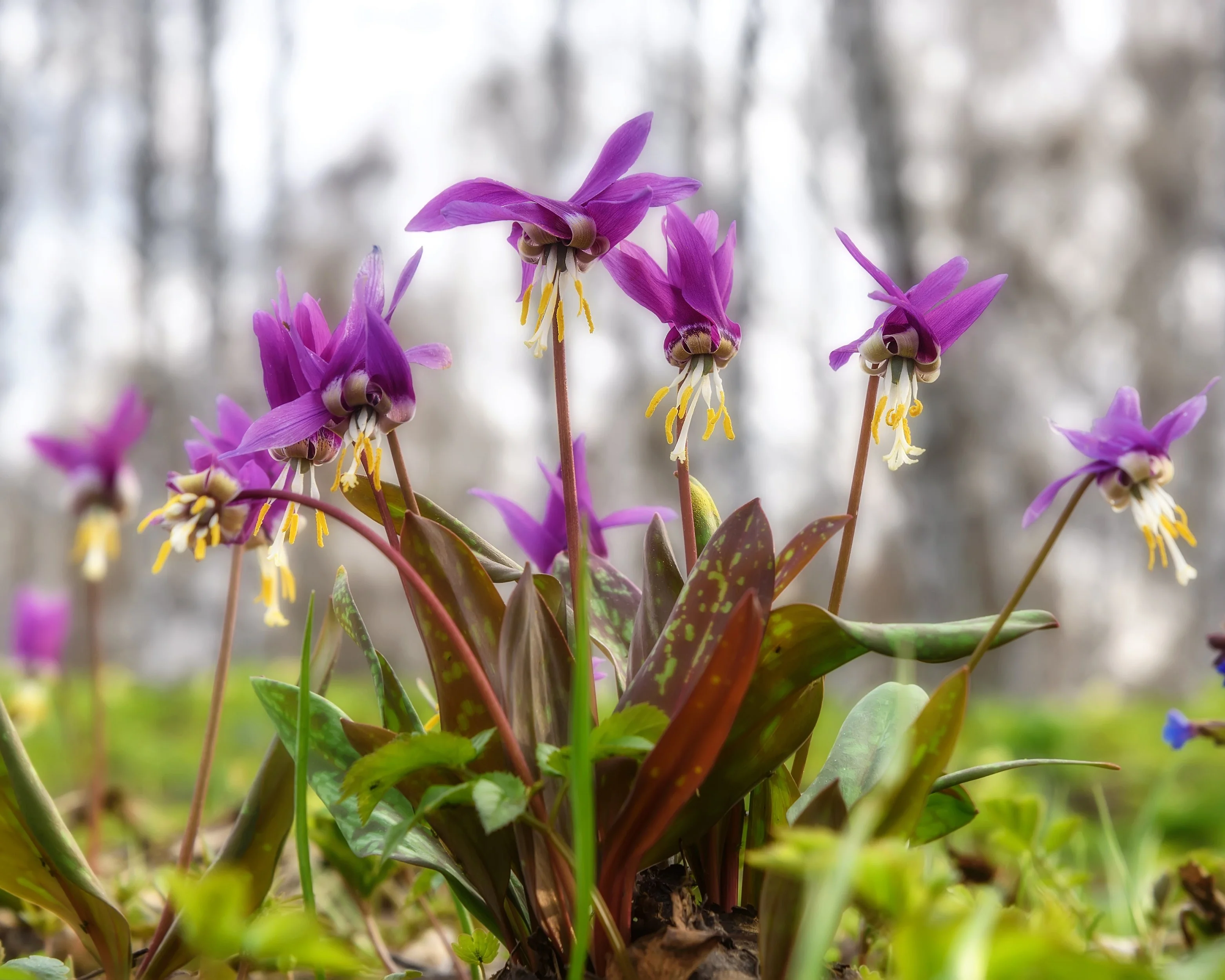 Erythronium 'Lilac Wonder' - Image 2