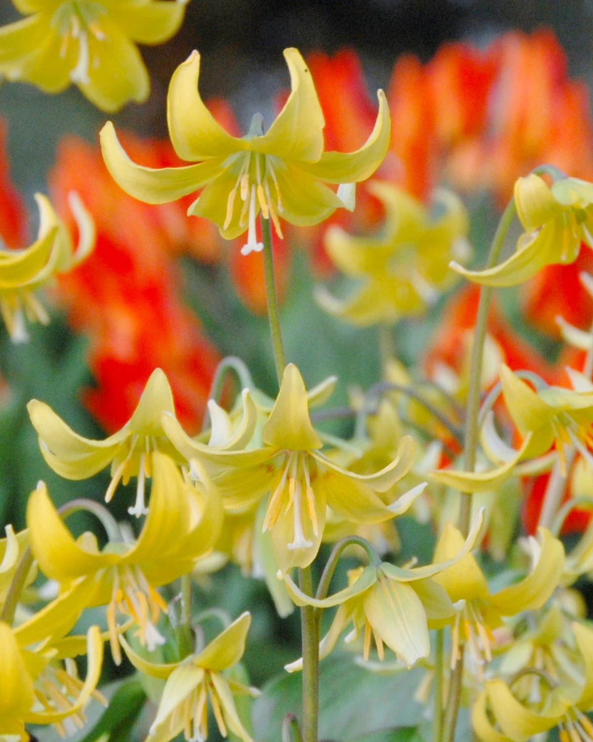 Erythronium 'Pagoda' - Image 2