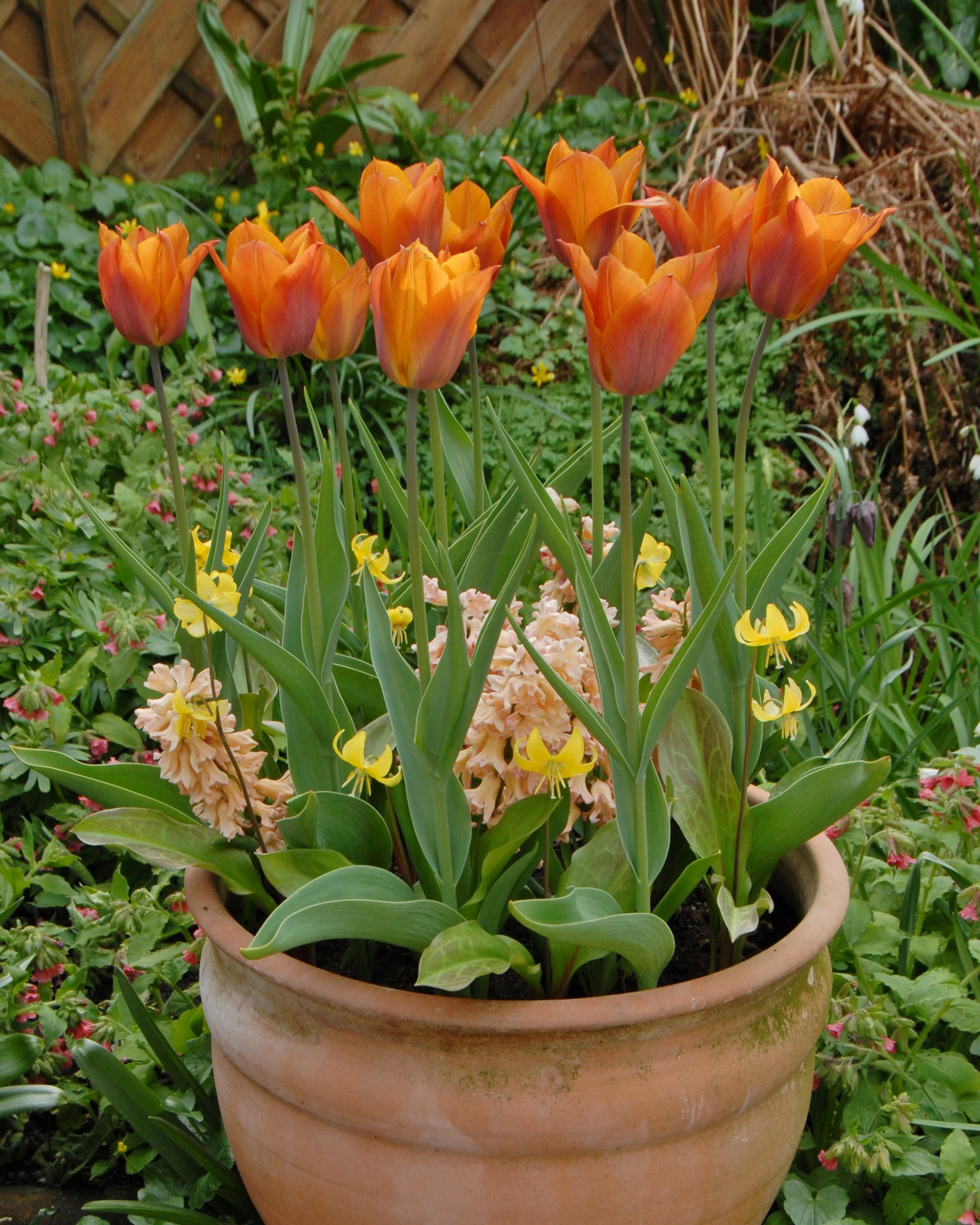 Erythronium 'Pagoda' - Image 3