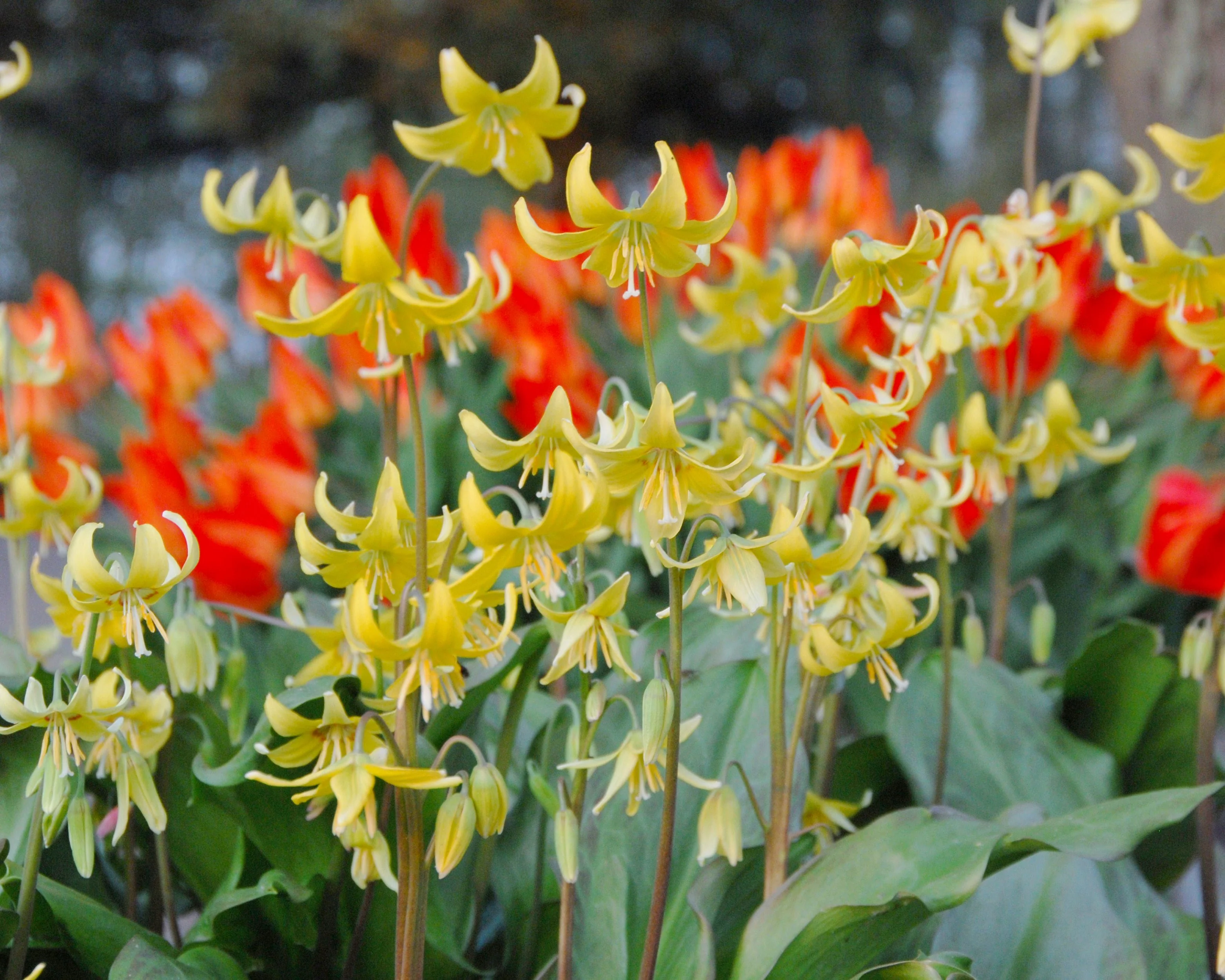 Erythronium 'Pagoda' - Image 5