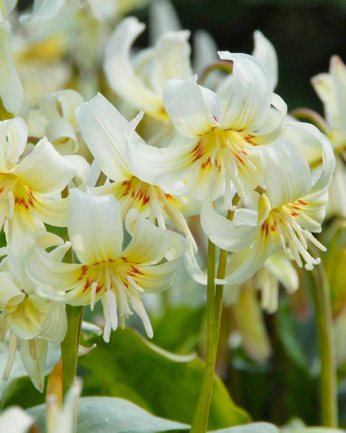 Erythronium 'White Beauty' - Image 2