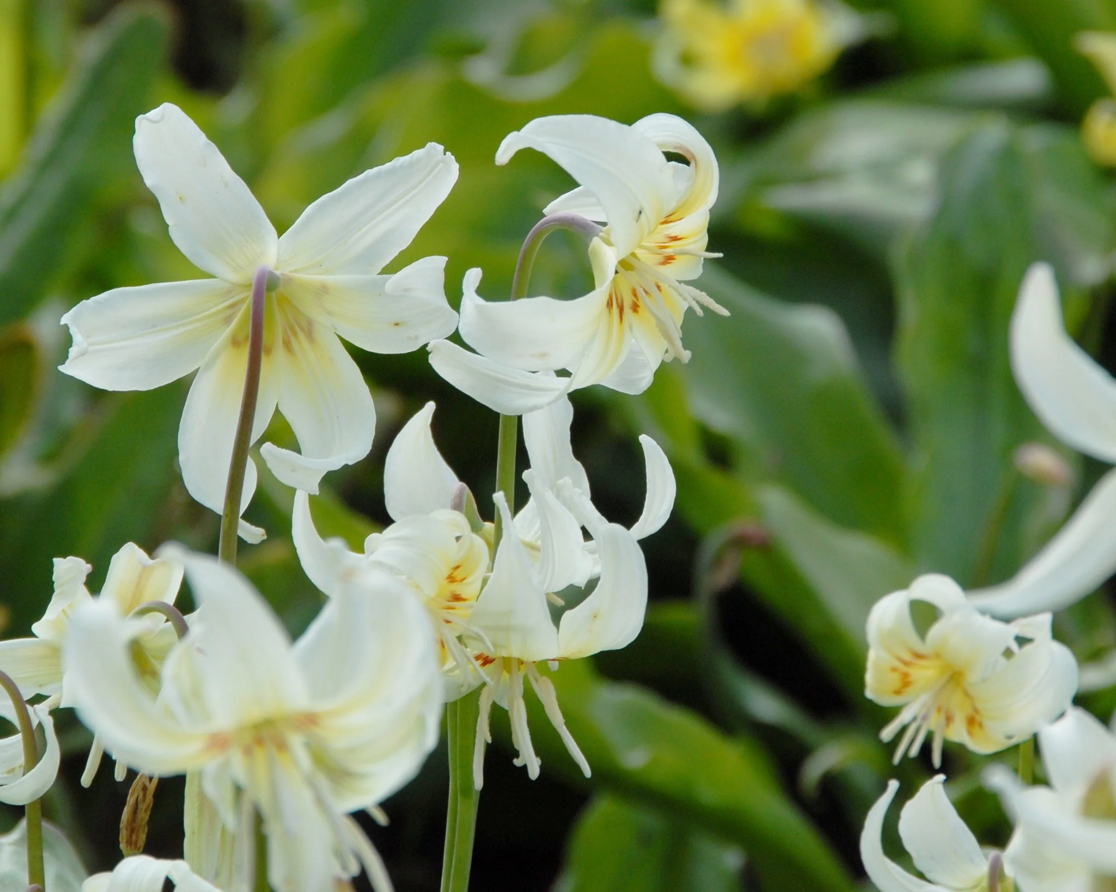 Erythronium 'White Beauty' - Image 3