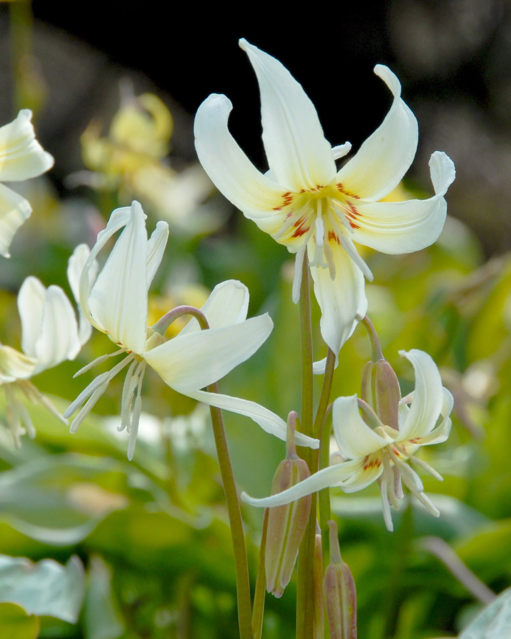 Erythronium 'White Beauty' - Image 4
