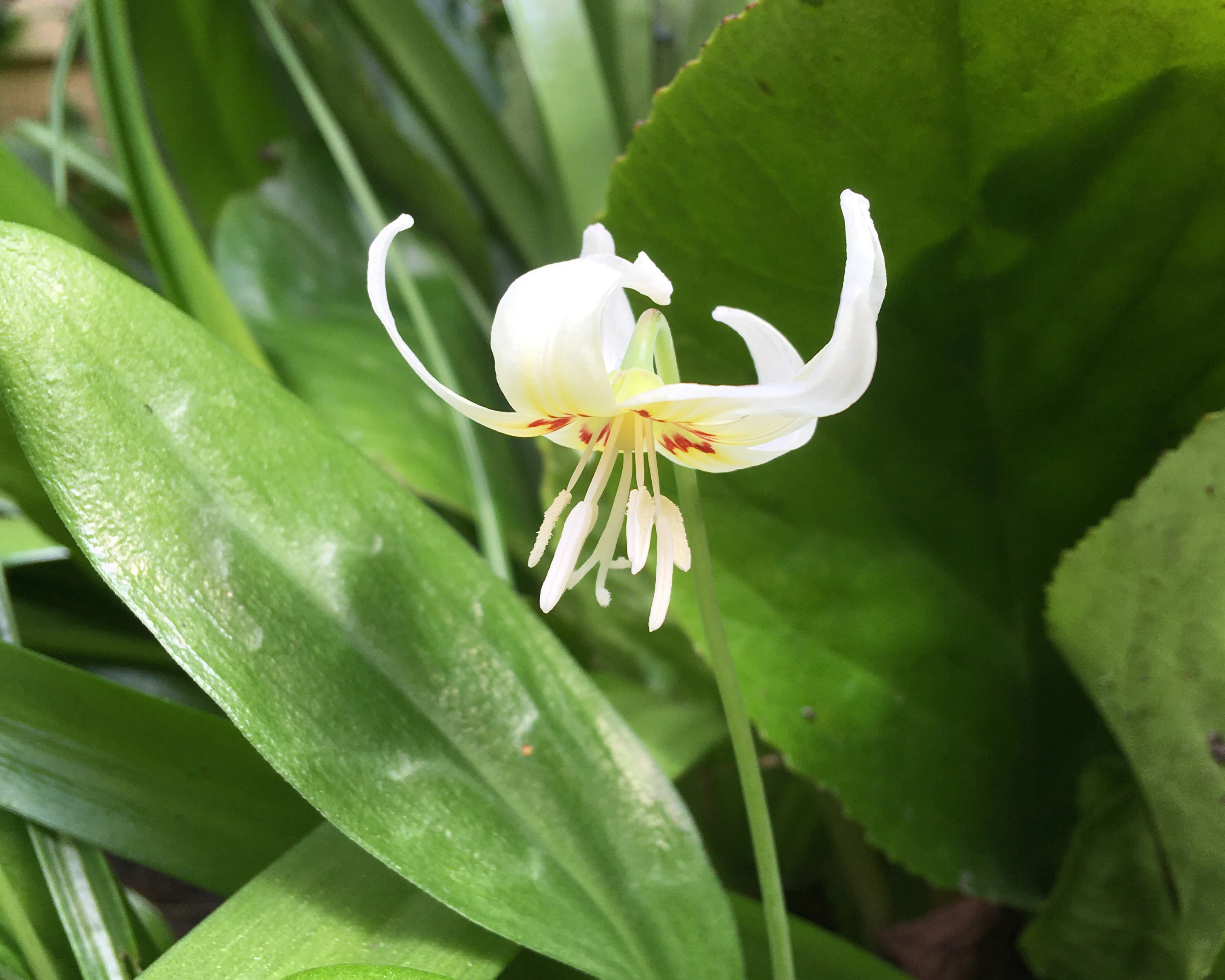 Erythronium 'White Beauty' - Image 5