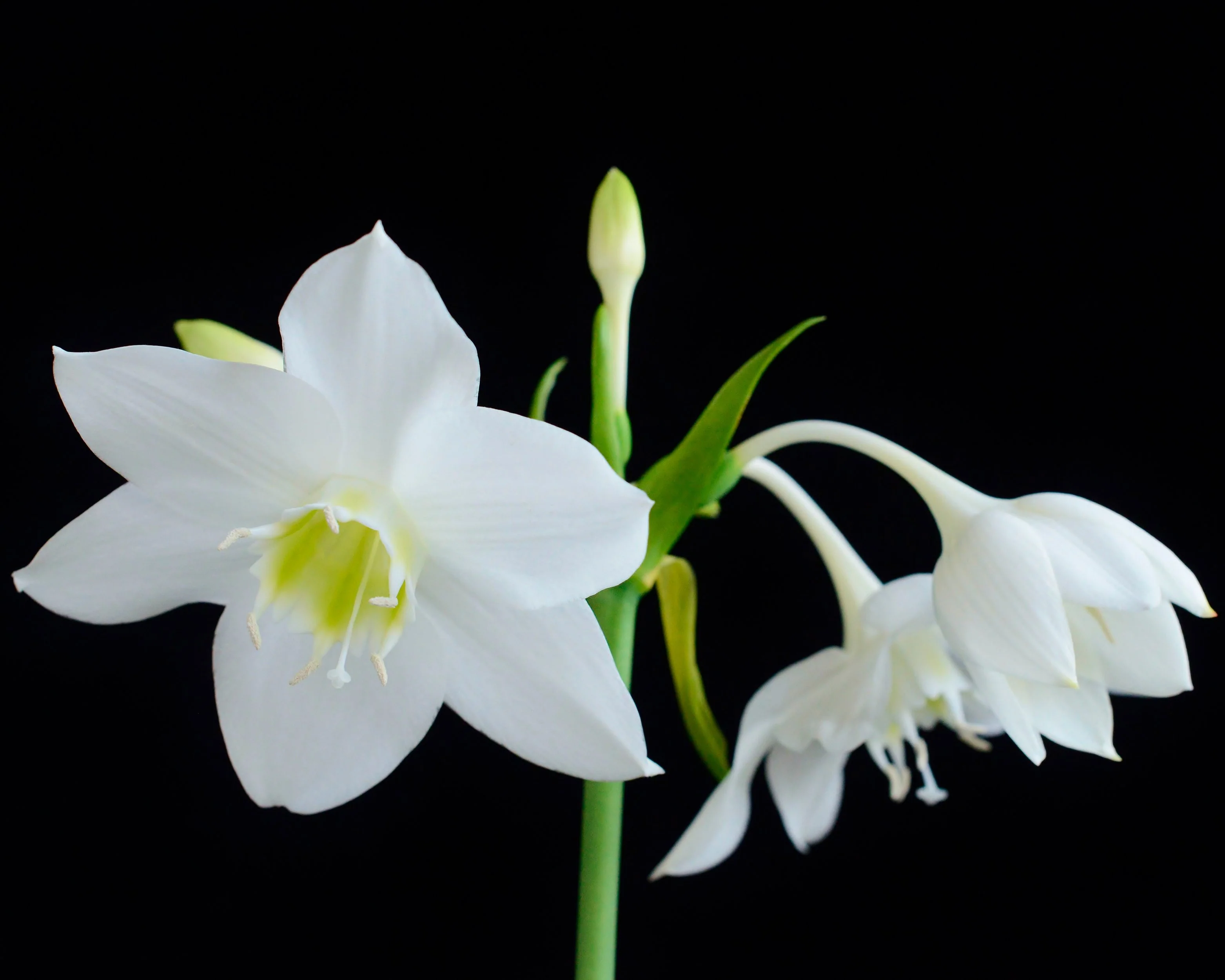 Eucharis amazonica - Image 2