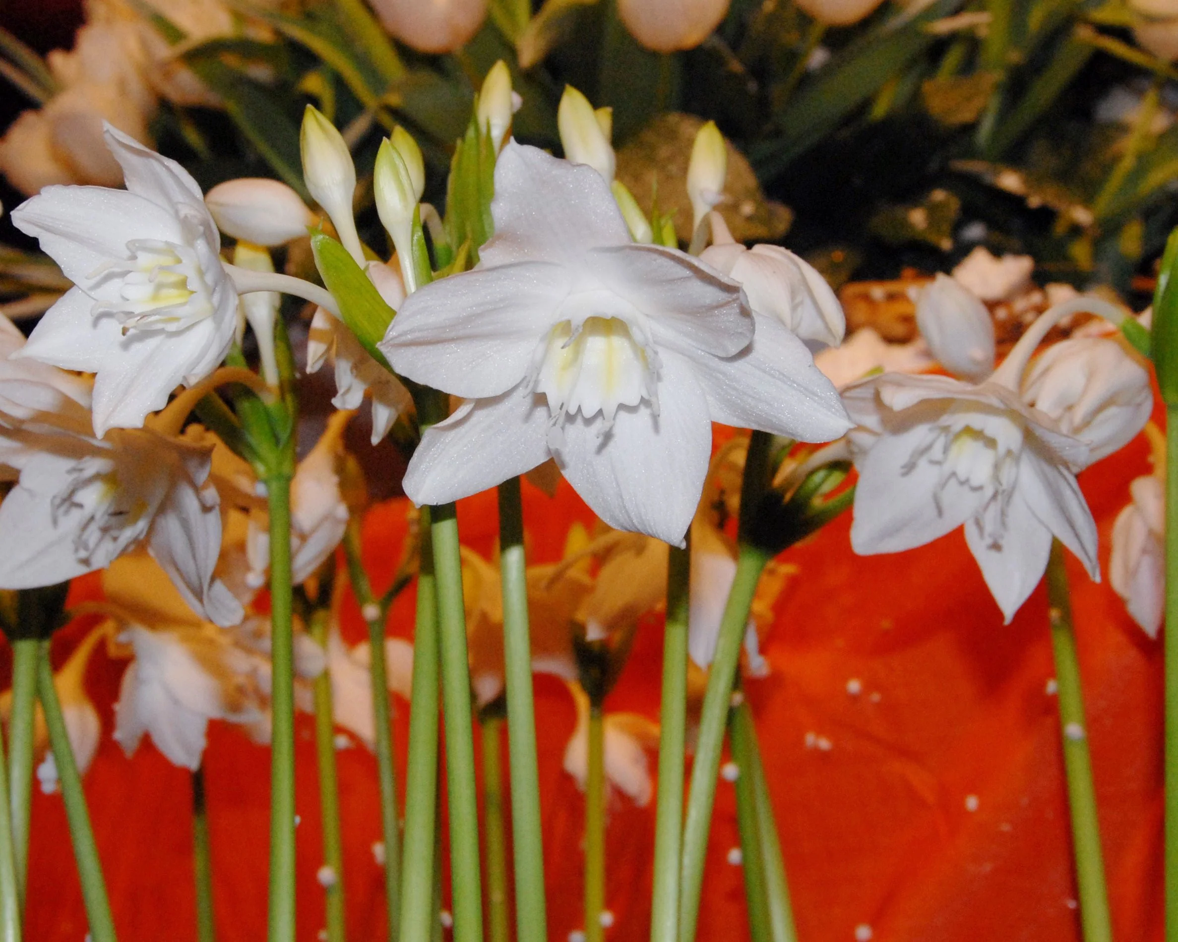 Eucharis amazonica - Image 3