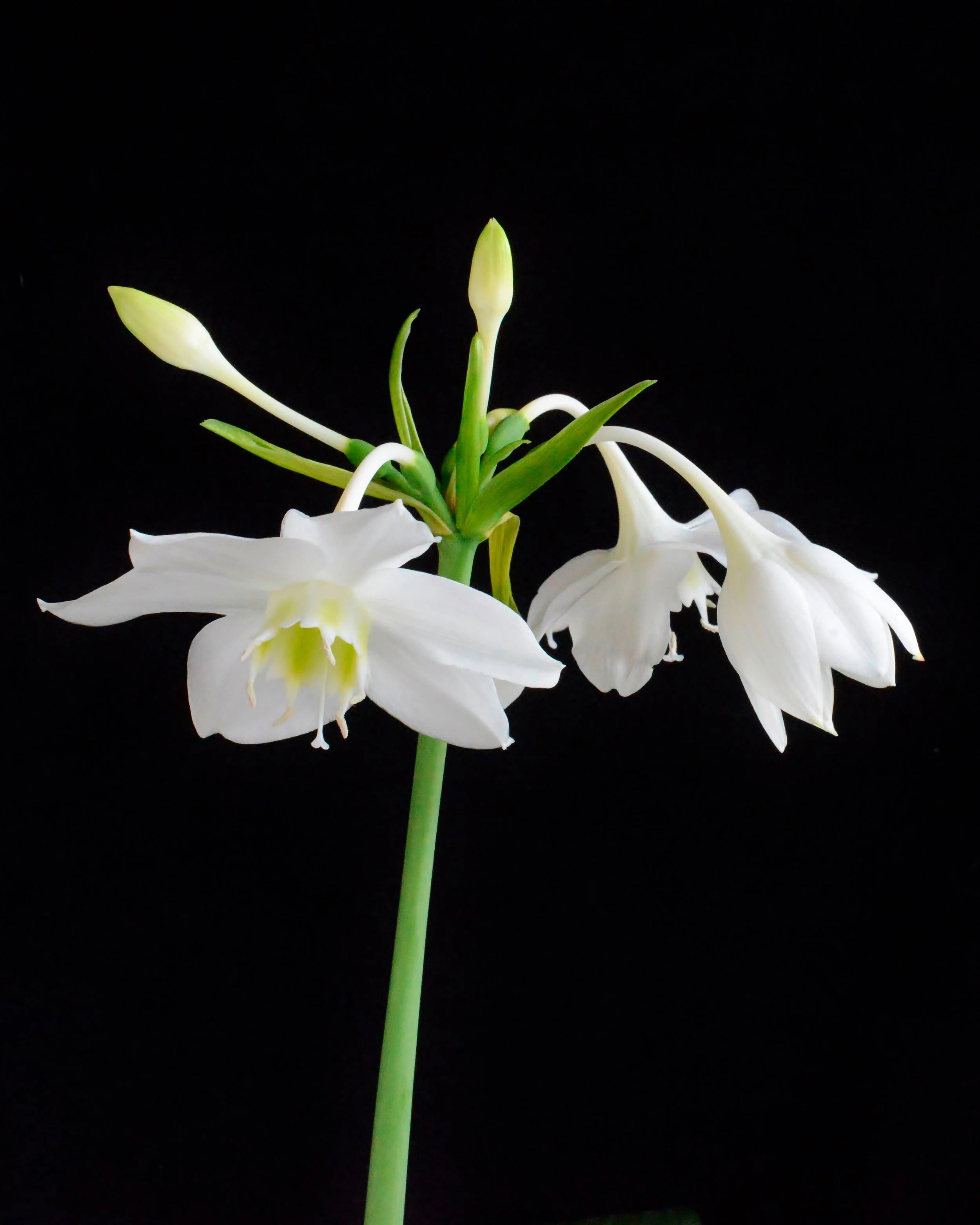 Eucharis amazonica - Image 4