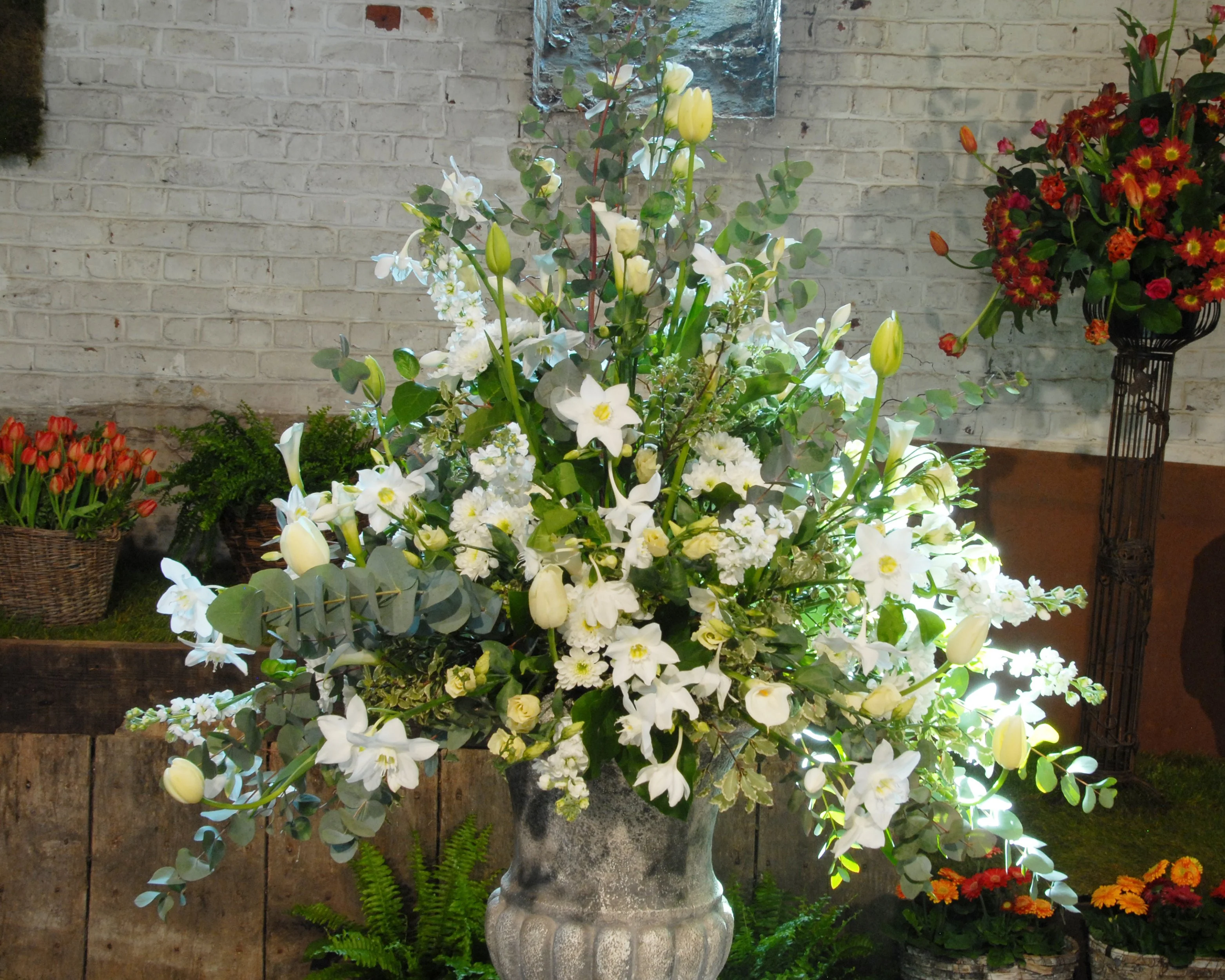 Eucharis amazonica - Image 5