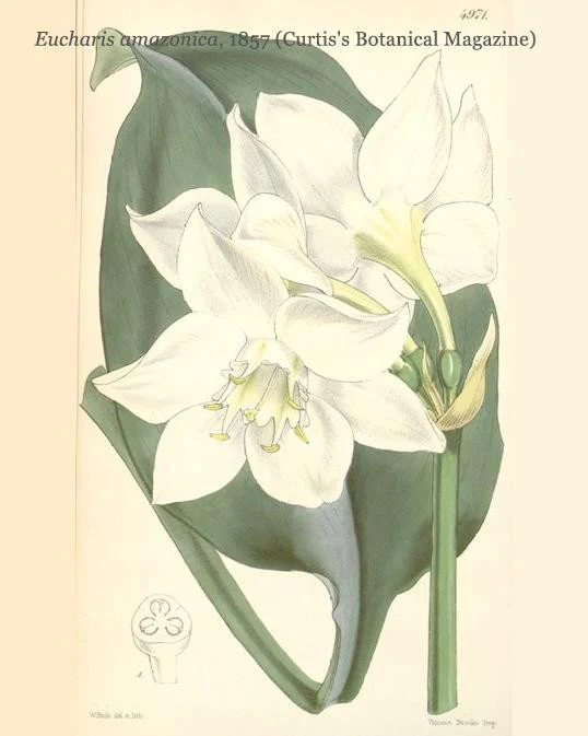 Eucharis amazonica - Image 6