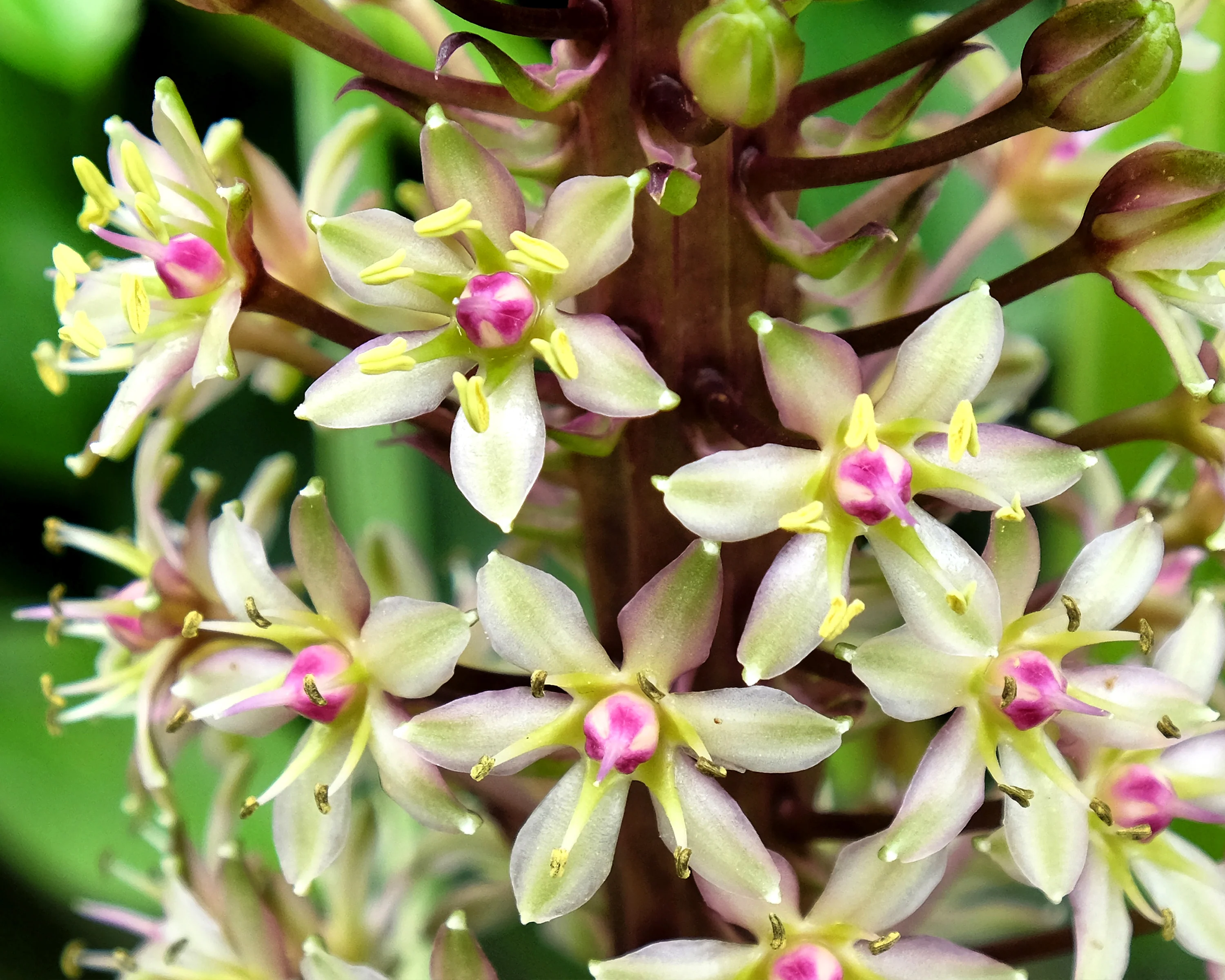 Eucomis comosa 'XXL' - Image 3
