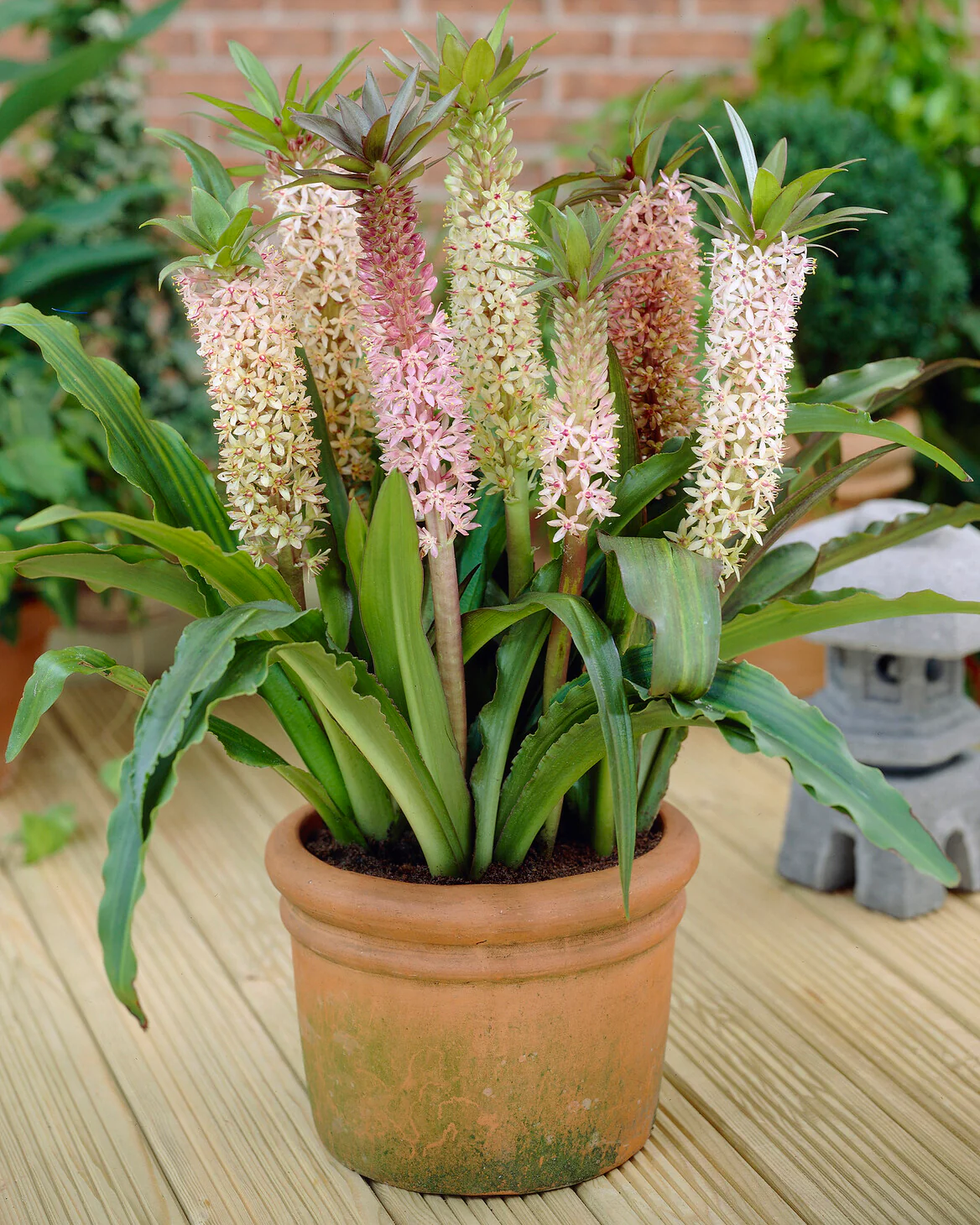 Eucomis comosa 'XXL' - Image 4