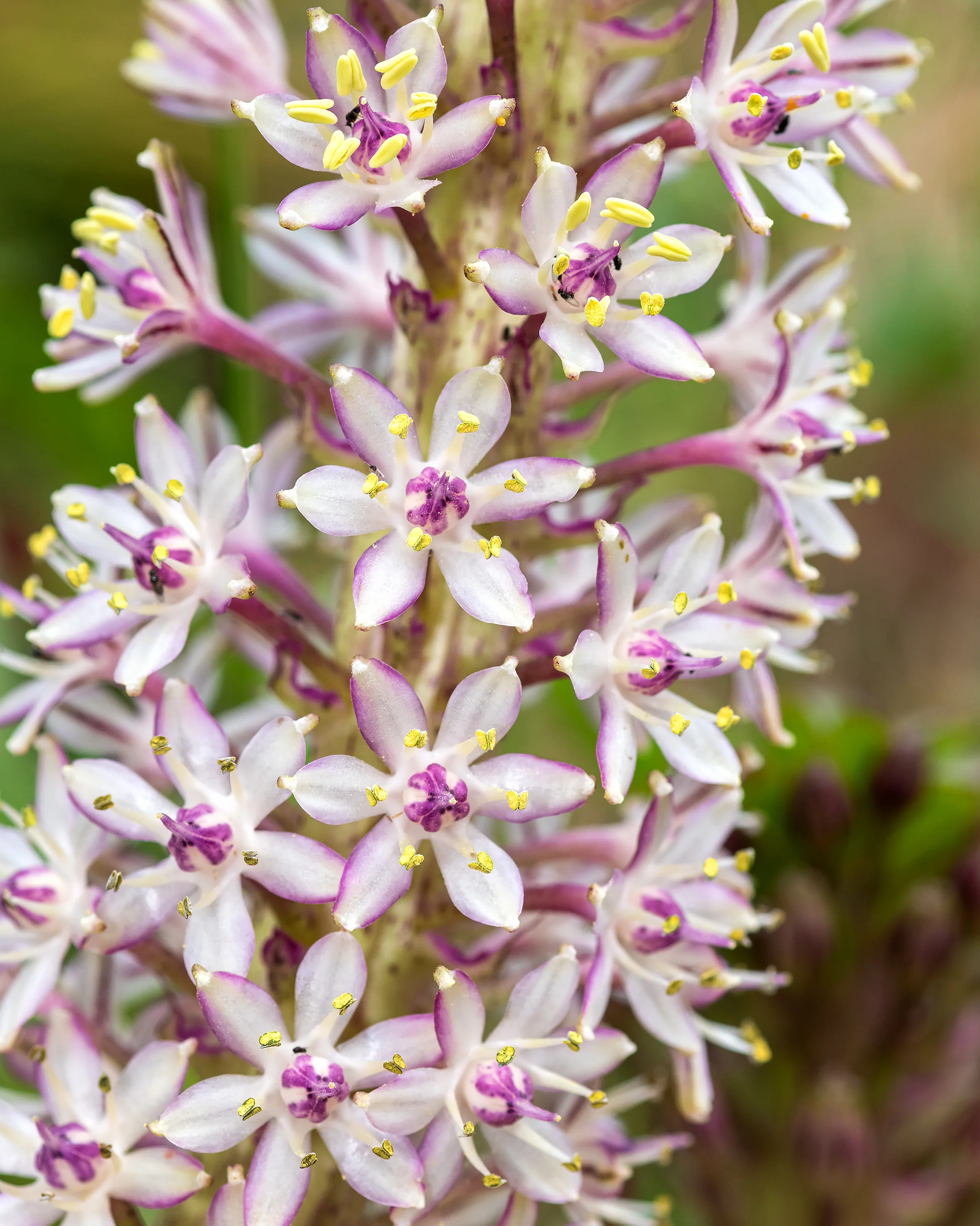 Eucomis comosa 'XXL' - Image 6