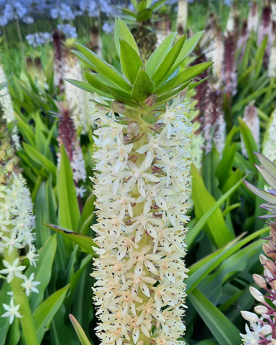 Eucomis comosa 'XXL' - Image 7