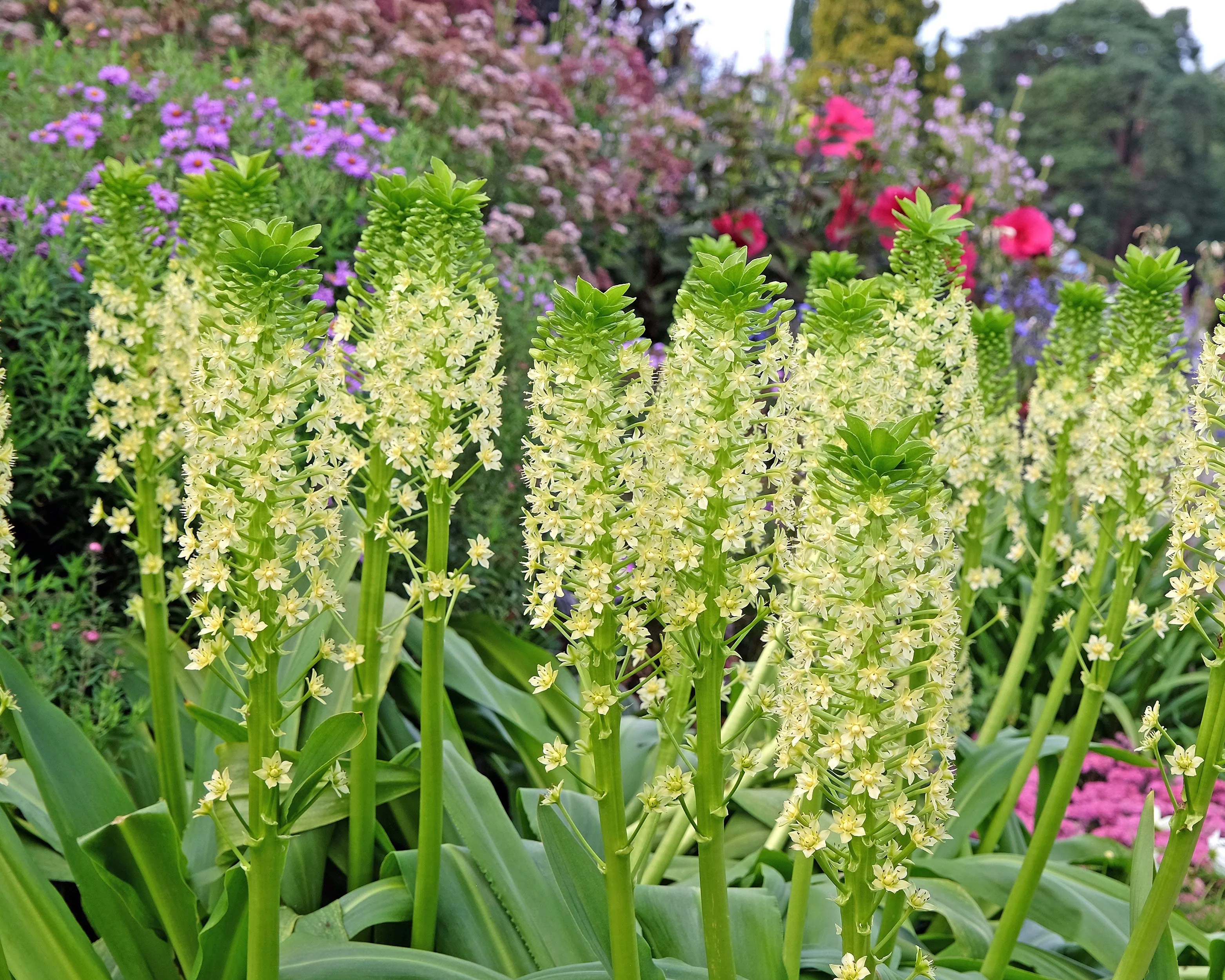 Eucomis pole-evansii - Image 2