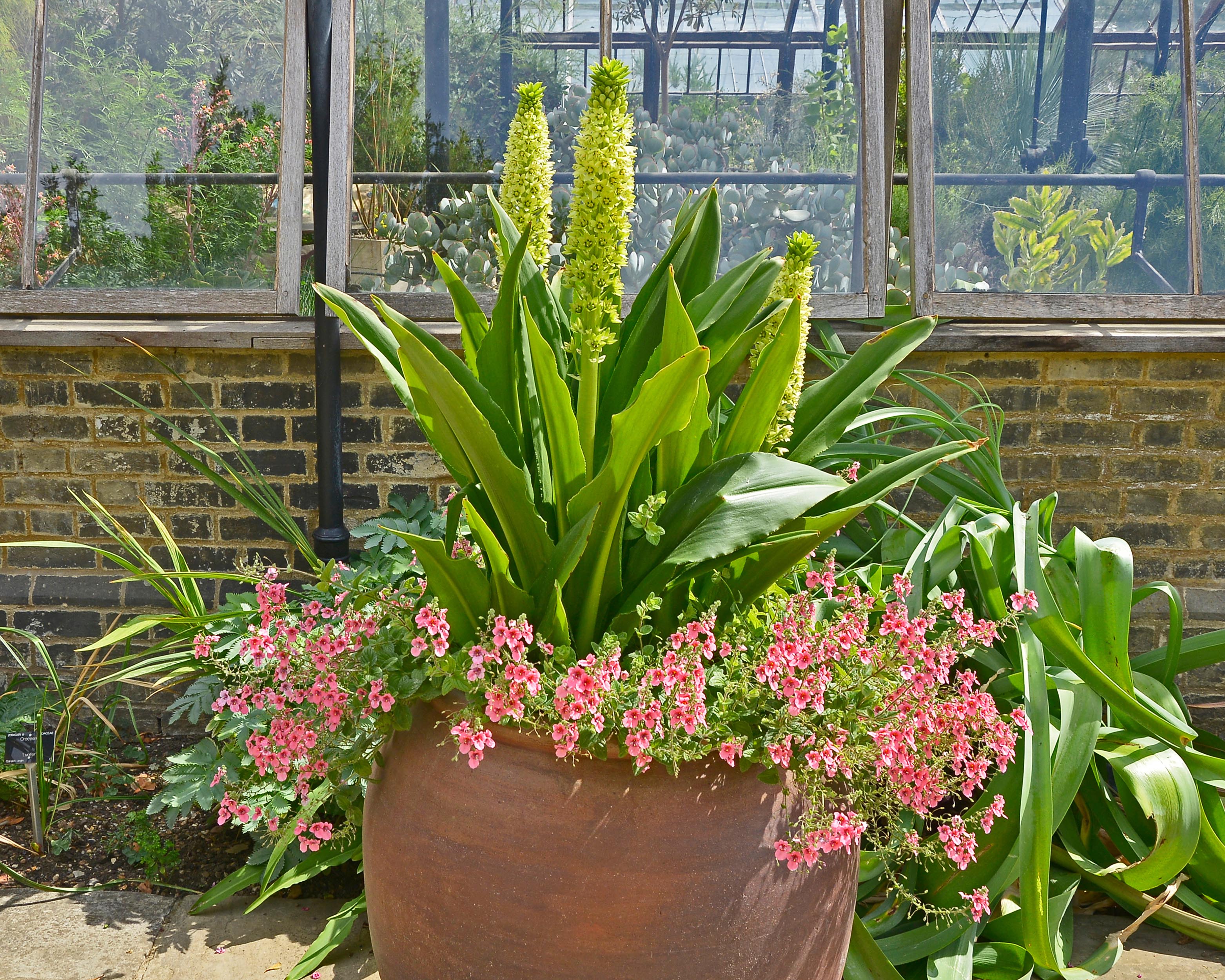 Eucomis pole-evansii - Image 3