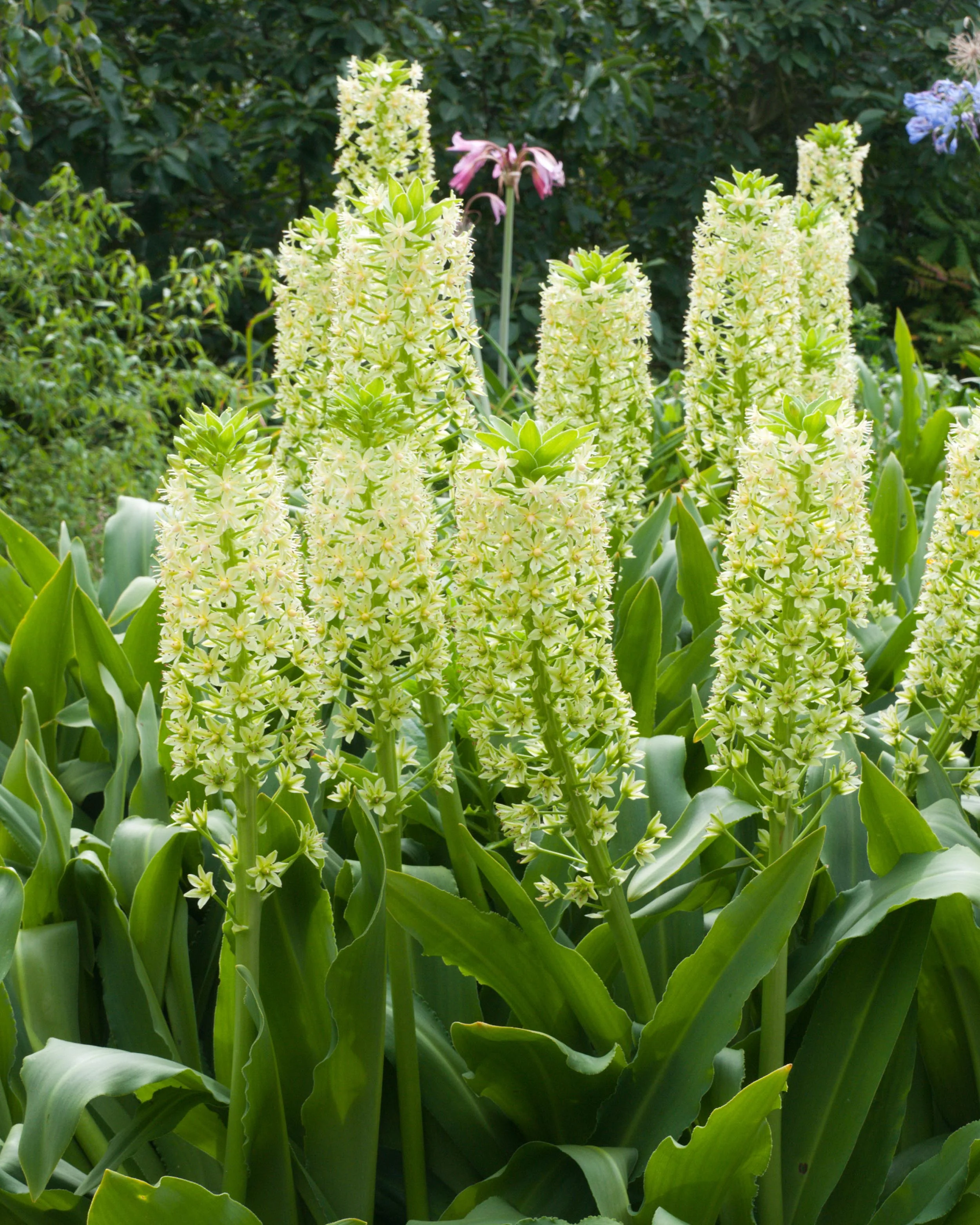 Eucomis pole-evansii - Image 4