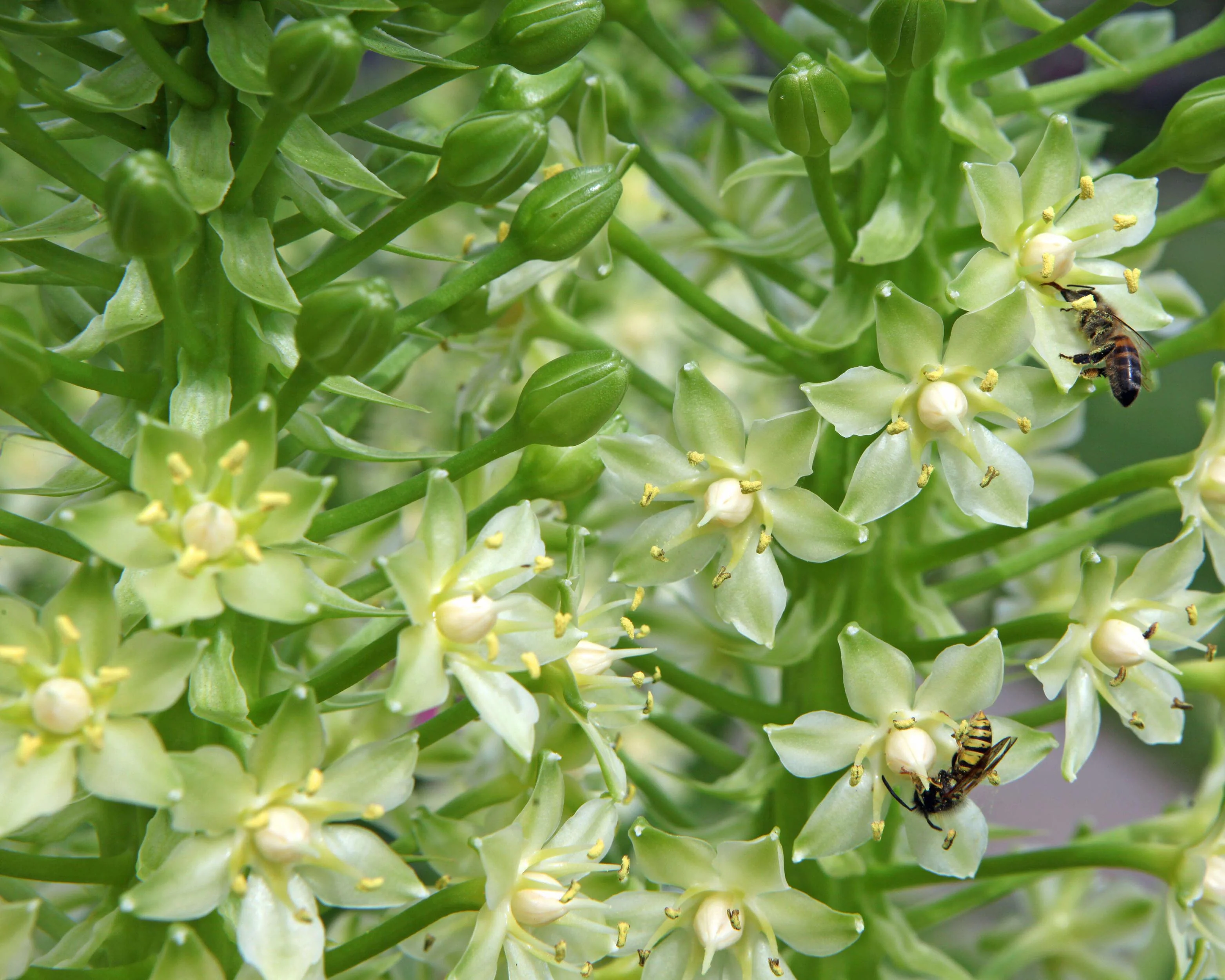 Eucomis pole-evansii - Image 6