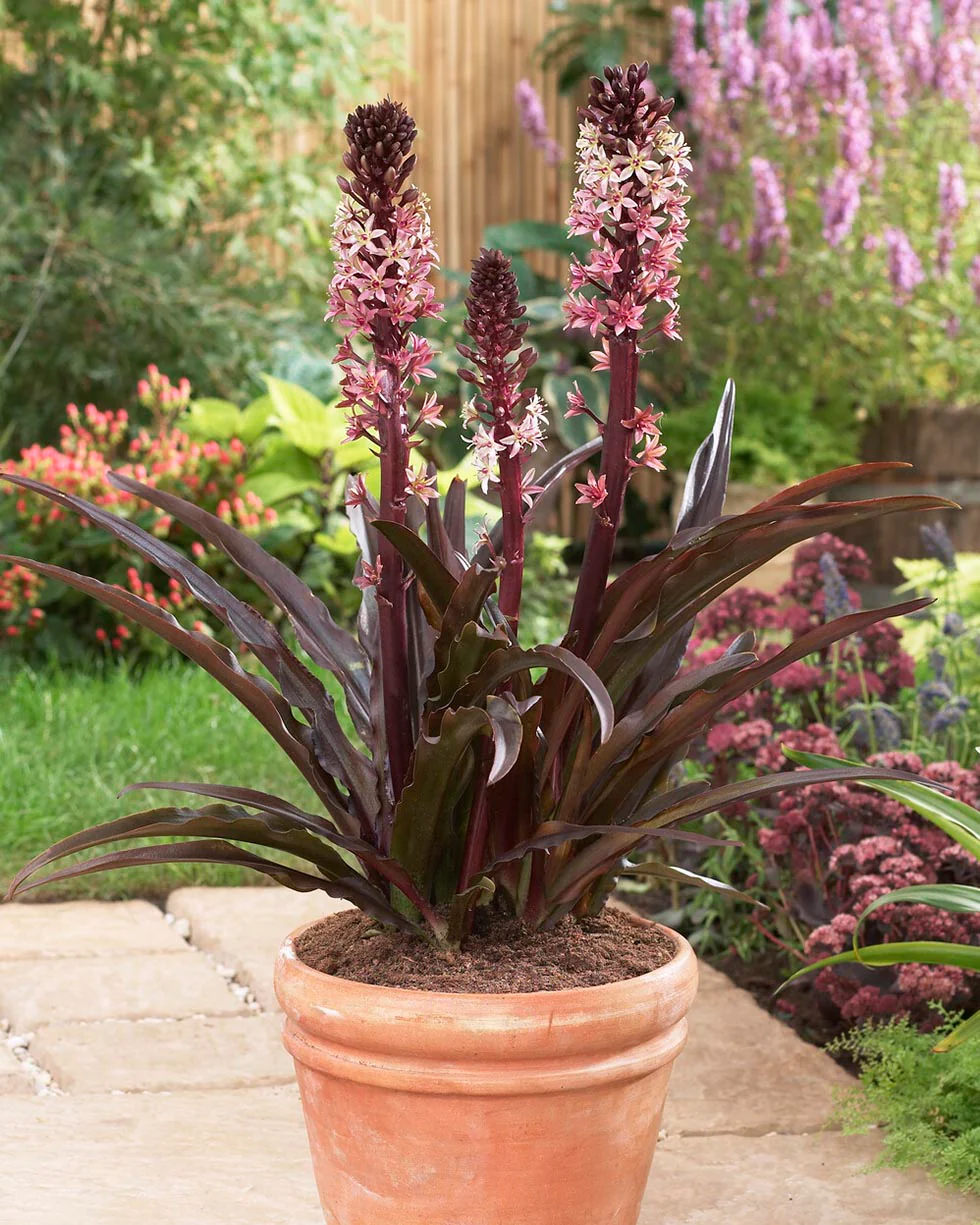 Eucomis 'Sparkling Burgundy' - Image 3