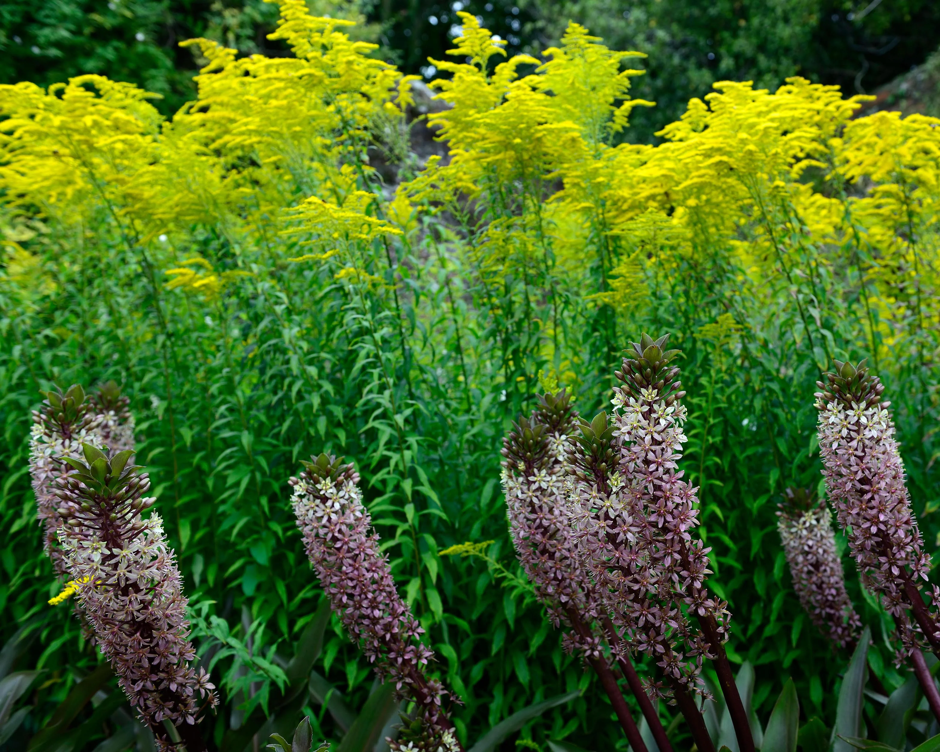 Eucomis 'Sparkling Burgundy' - Image 6