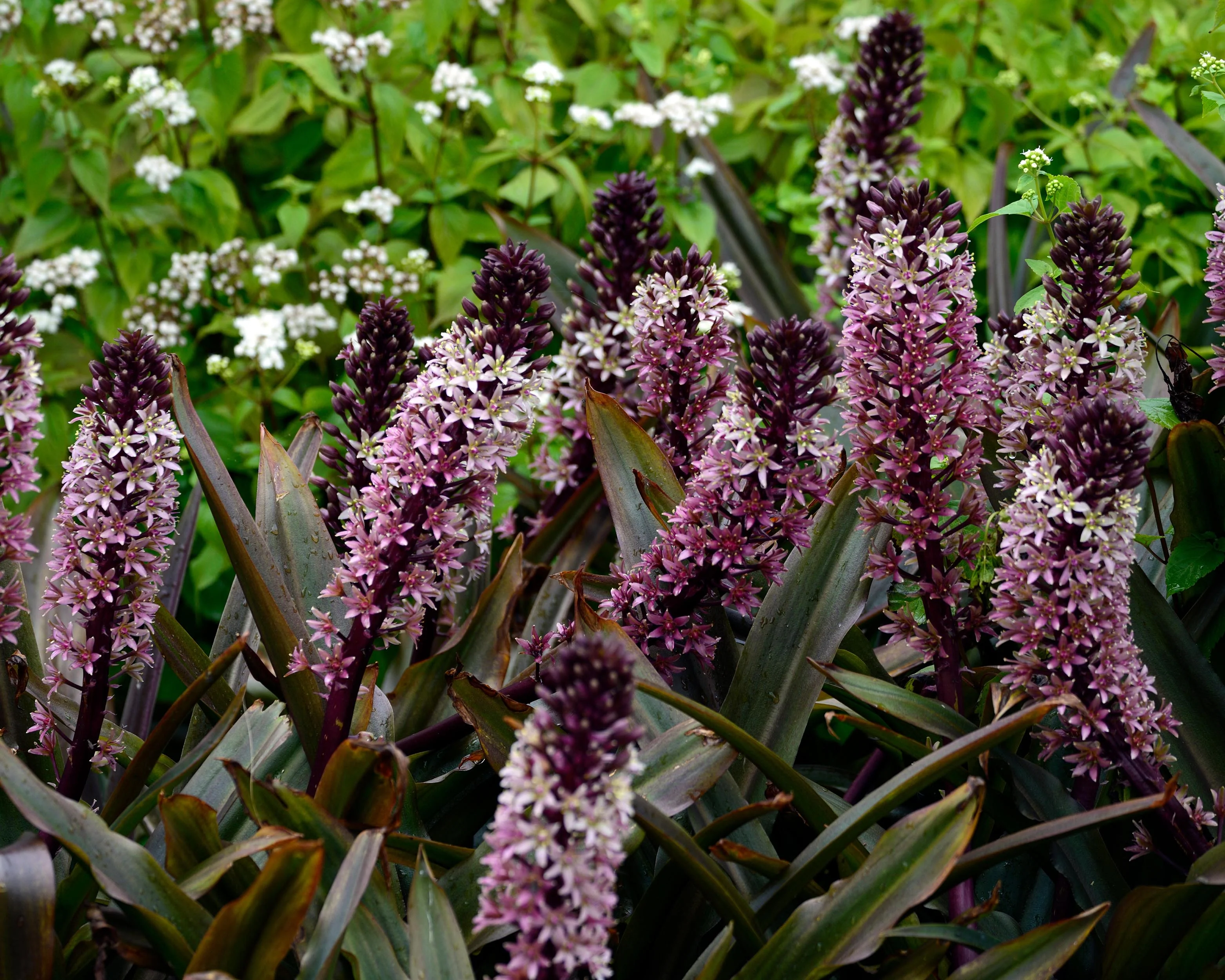 Eucomis 'Sparkling Burgundy' - Image 7