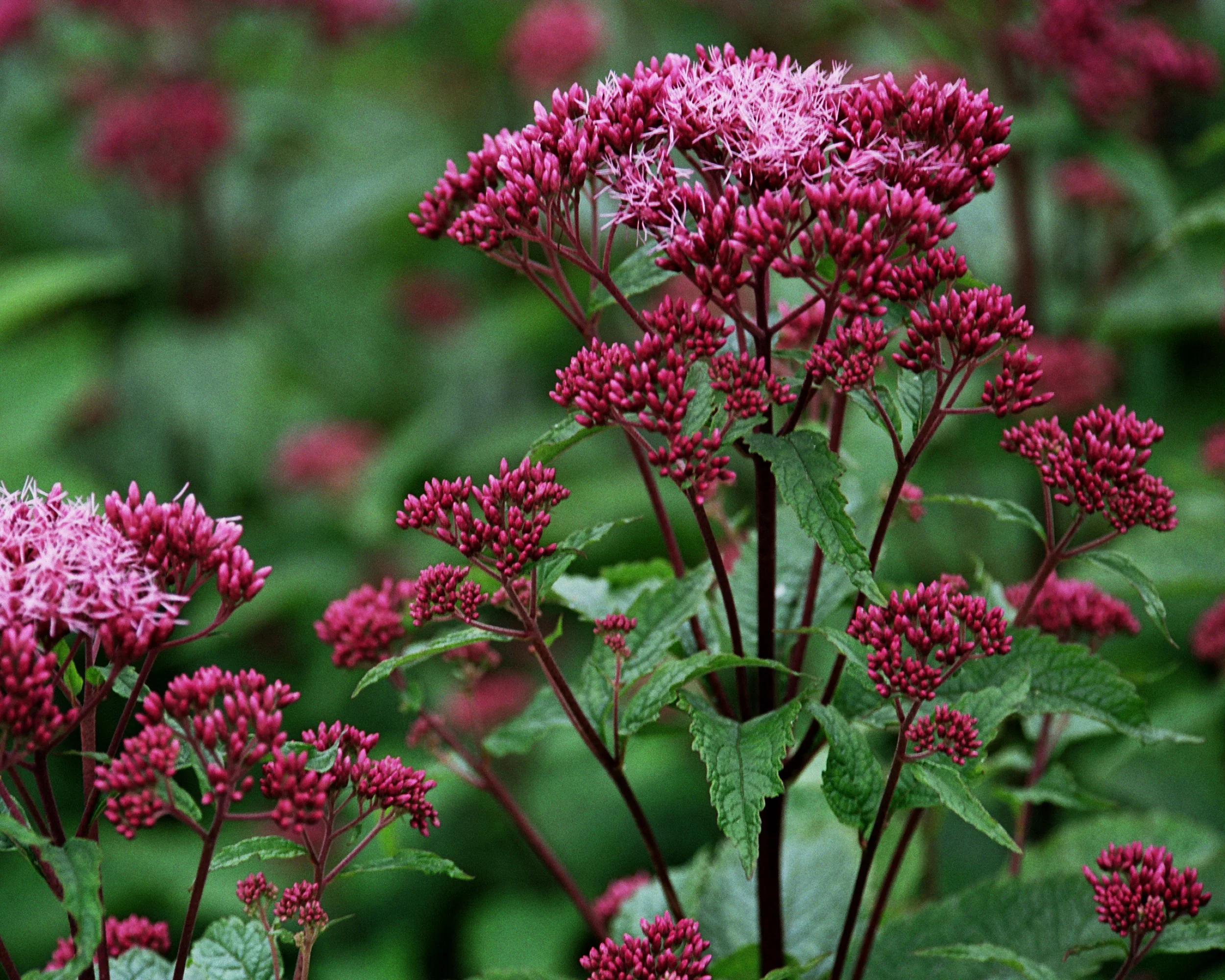 Eupatorium 'Baby Joe' - Image 4