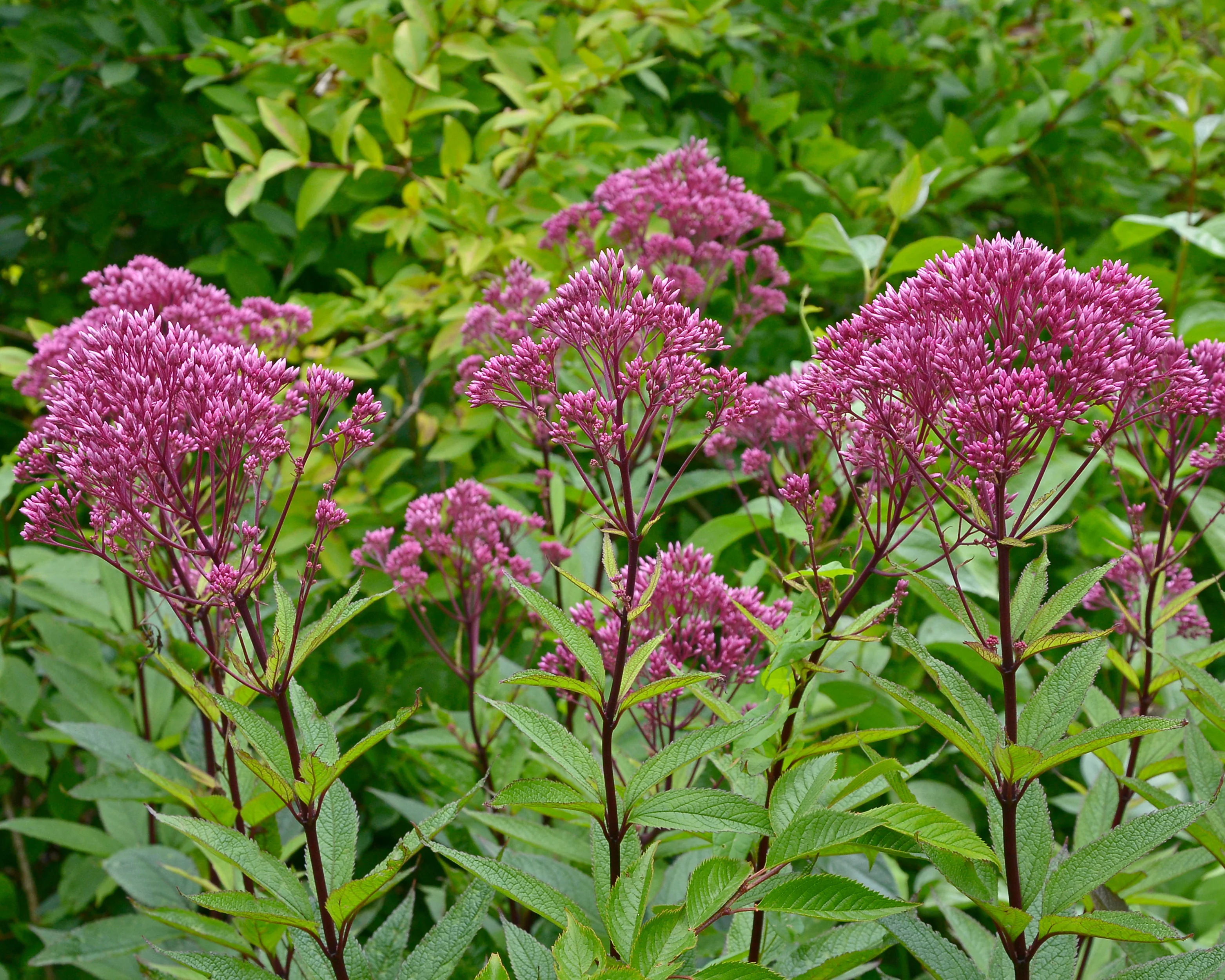 Eupatorium 'Baby Joe' - Image 7