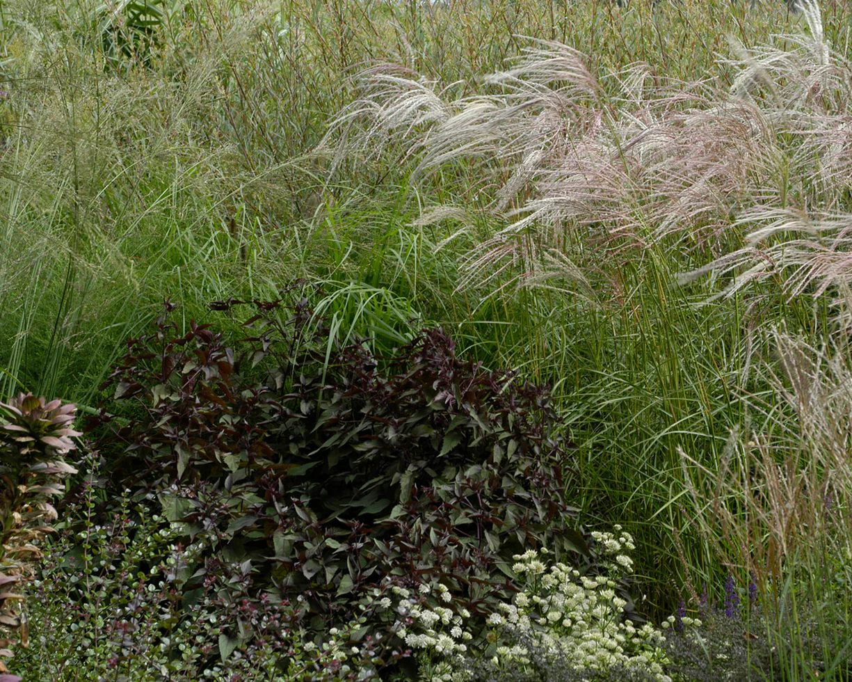 Eupatorium 'Chocolate' - Image 10