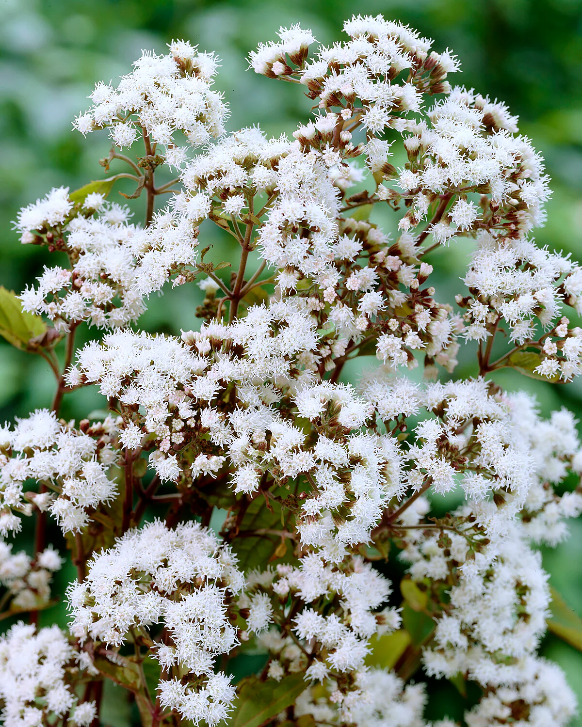 Eupatorium 'Chocolate' - Image 2