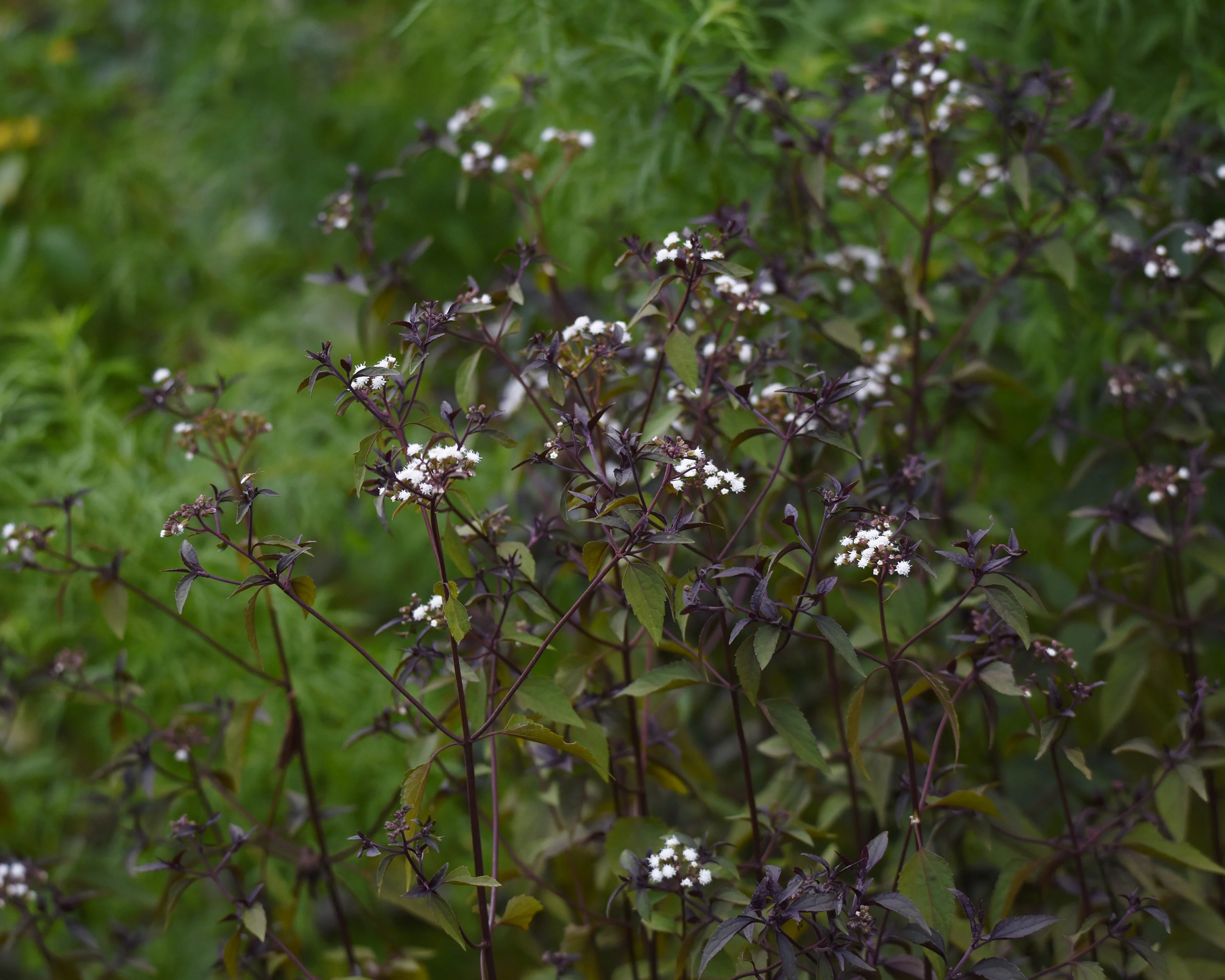 Eupatorium 'Chocolate' - Image 5