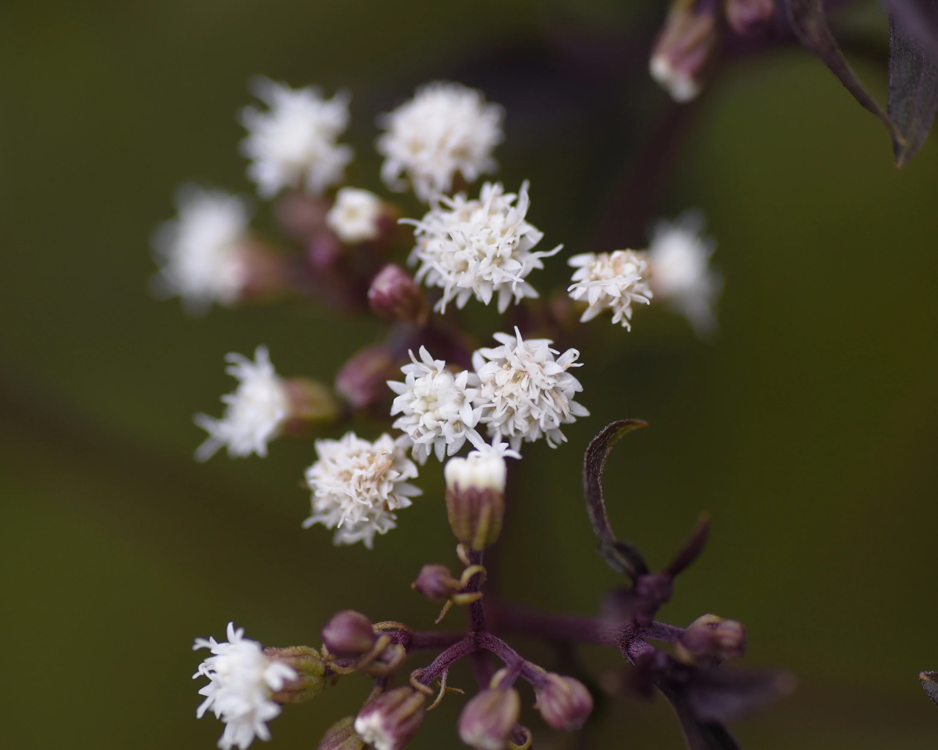 Eupatorium 'Chocolate' - Image 7