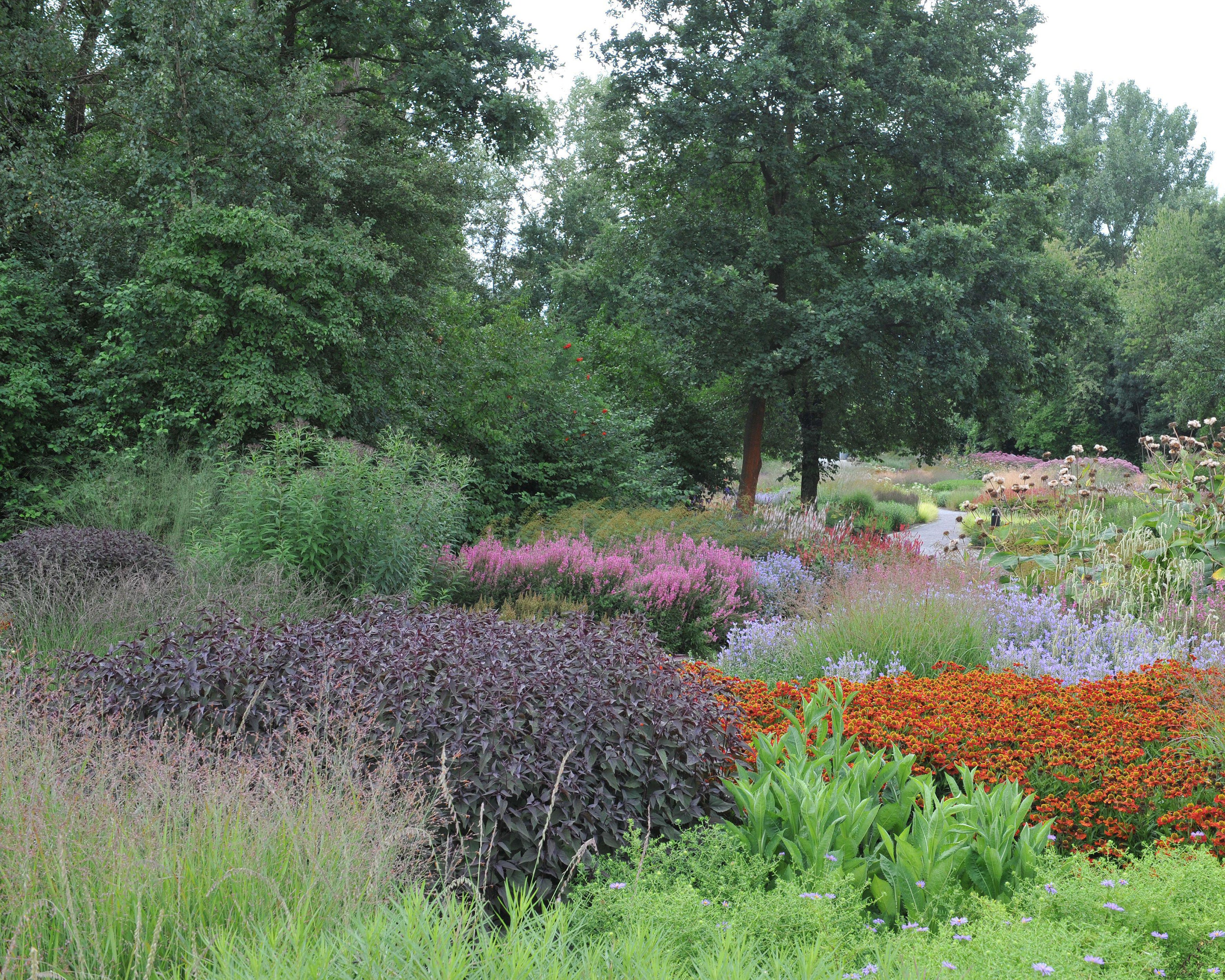 Eupatorium 'Chocolate' - Image 8