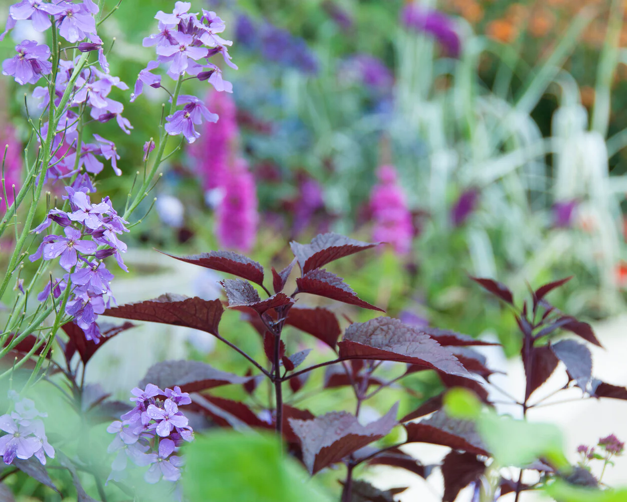 Eupatorium 'Chocolate' - Image 9