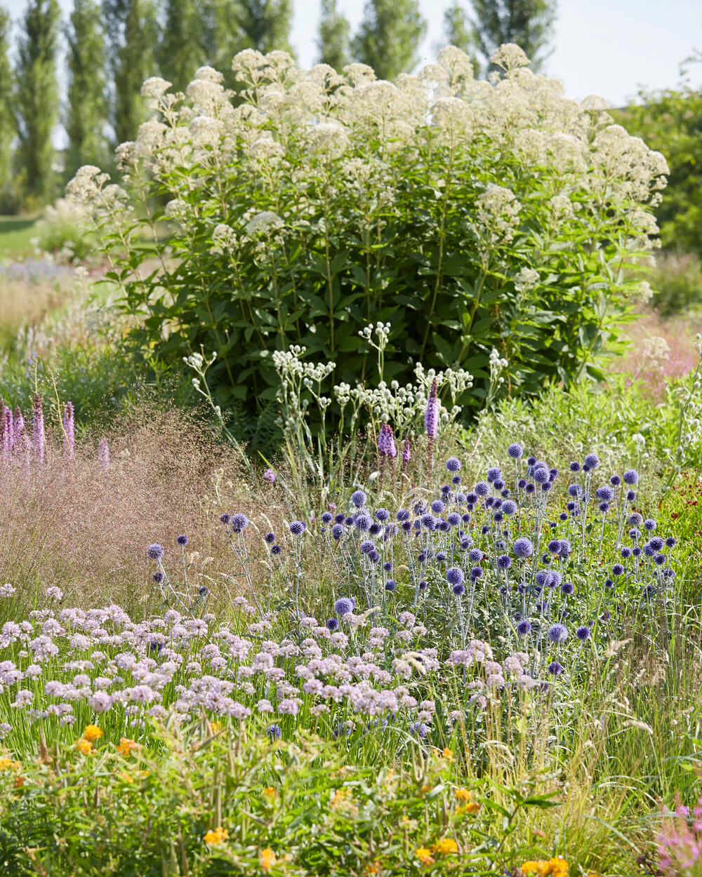 Eupatorium 'Snowball' - Image 10